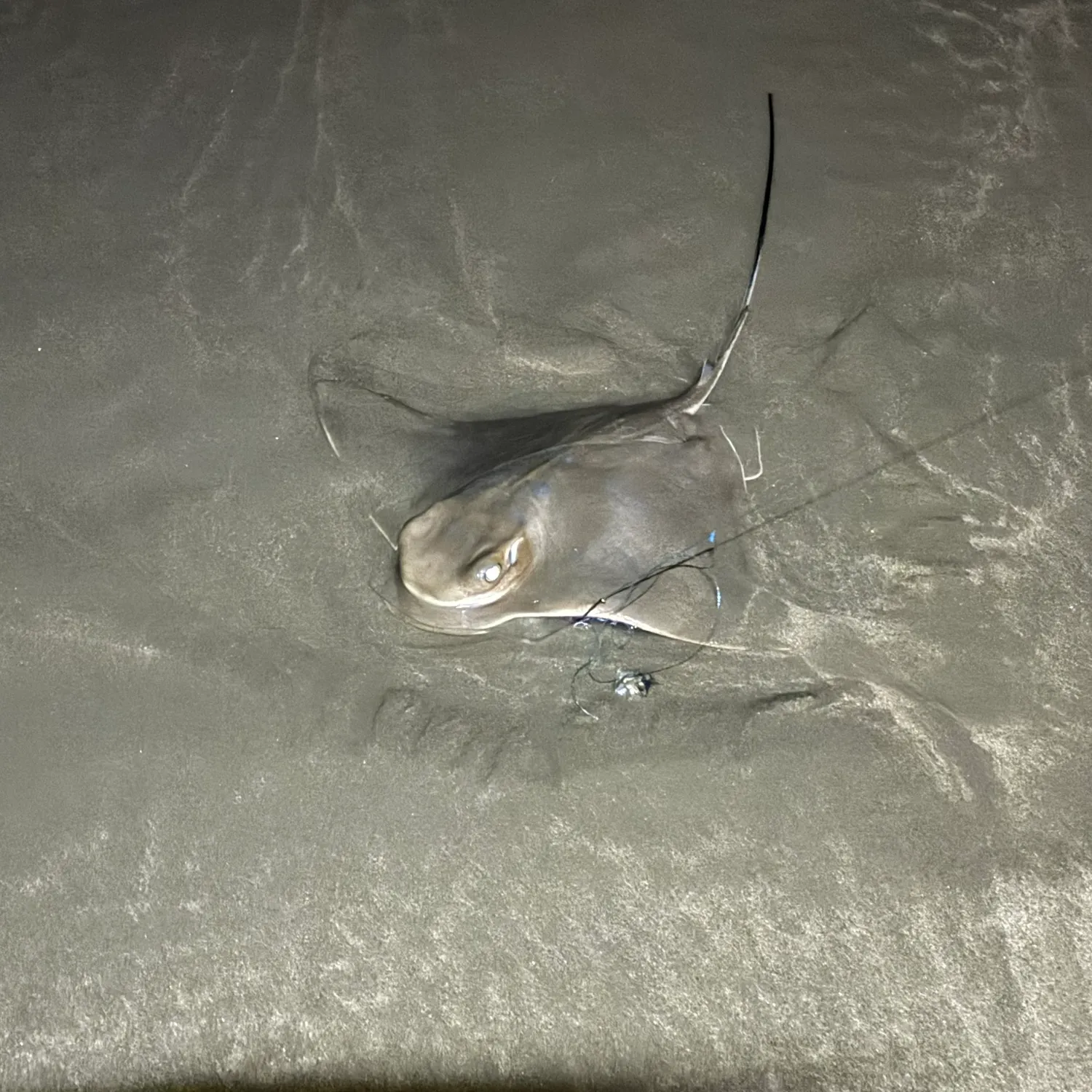 The most recent Common eagle ray catches on Fishbrain