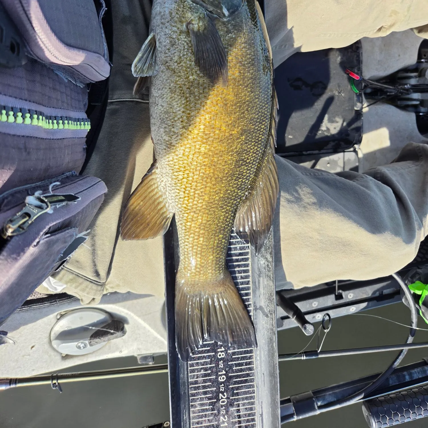 Smallmouth bass caught on Fishbrain