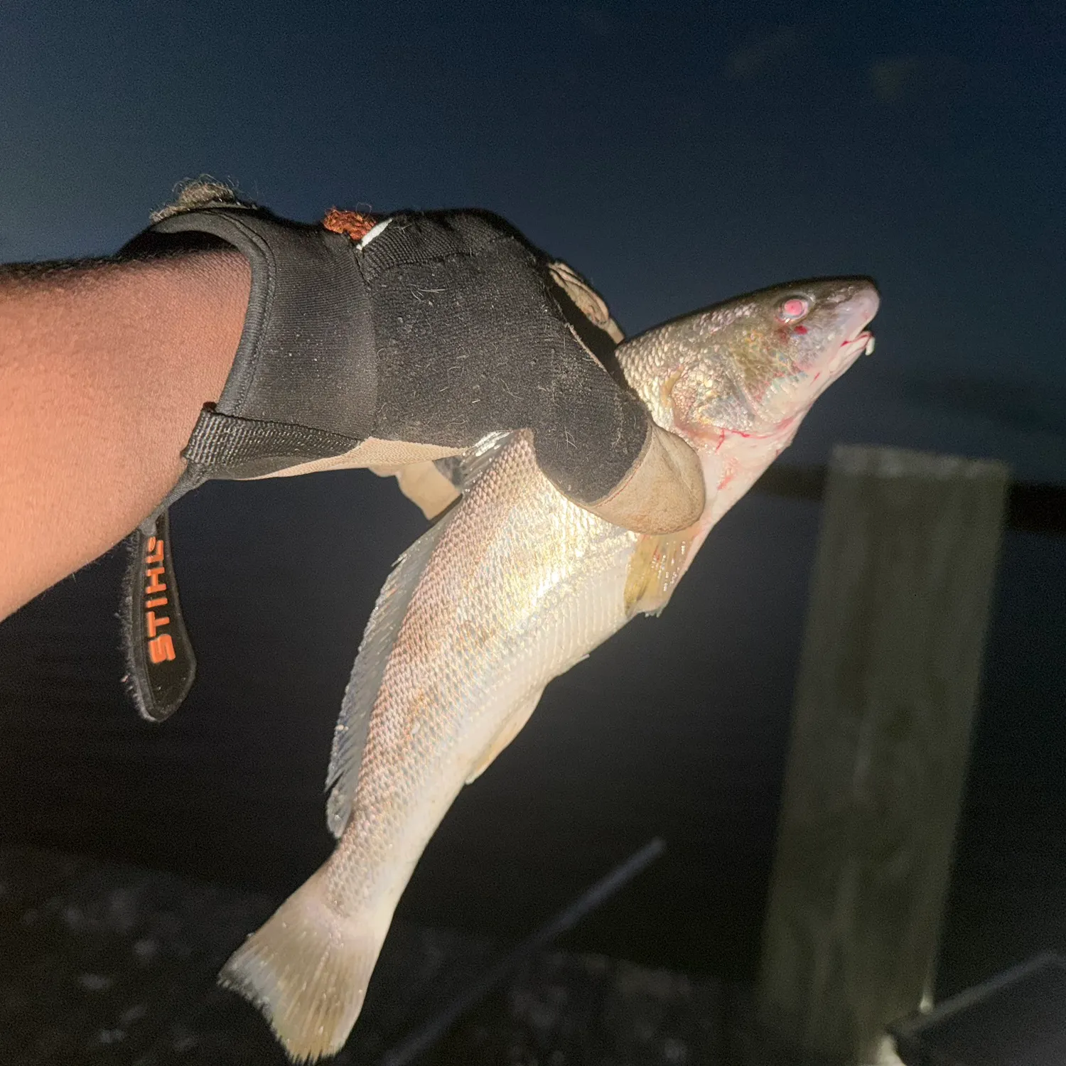 Southern kingcroaker caught on Fishbrain