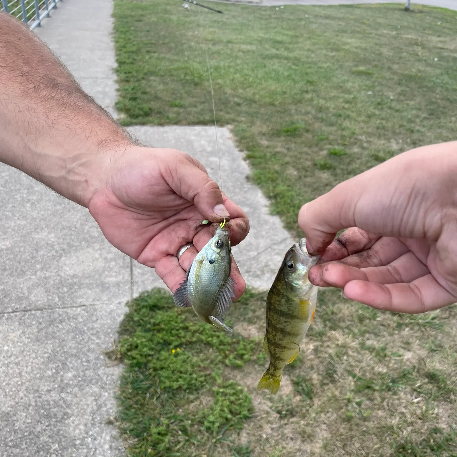 Yellow perch caught on Fishbrain