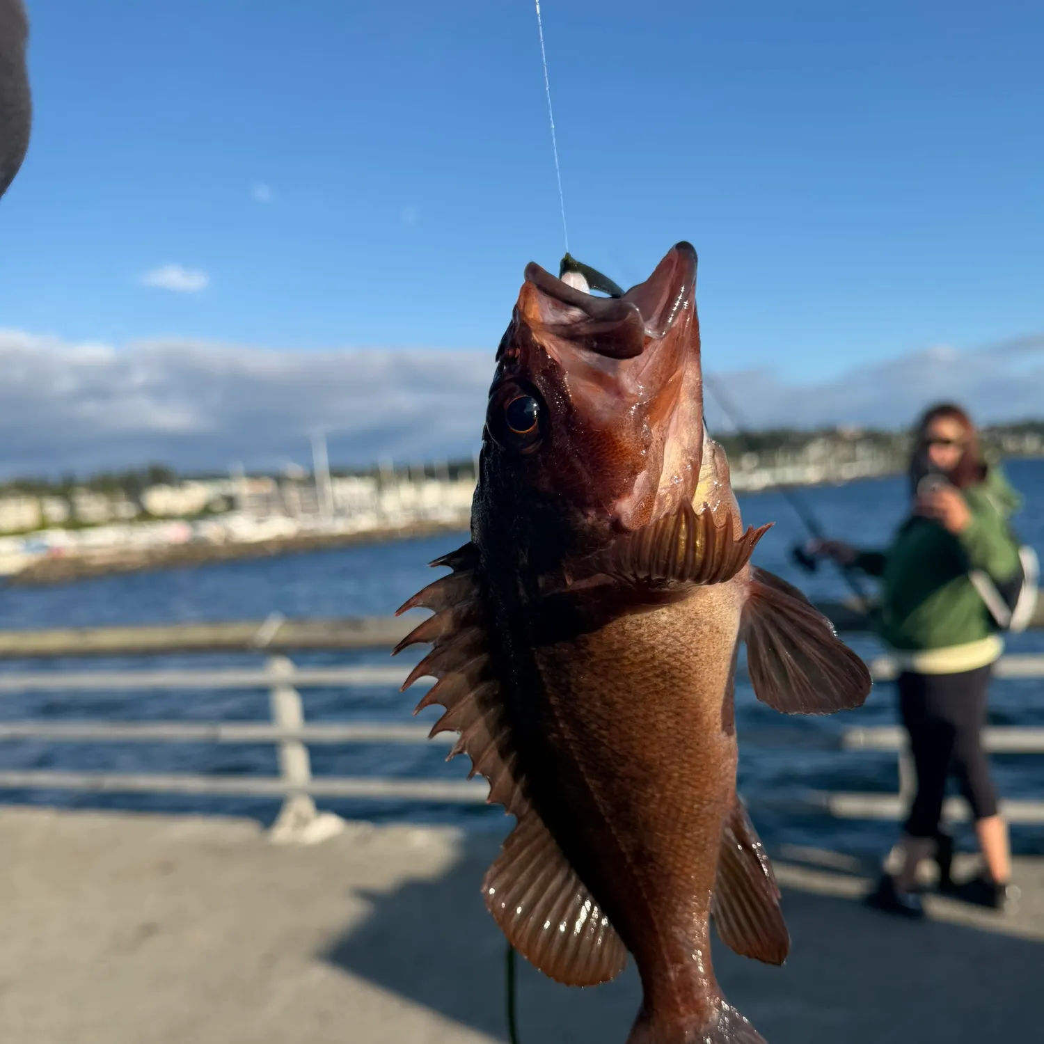 The most recent Black rockfish catches on Fishbrain