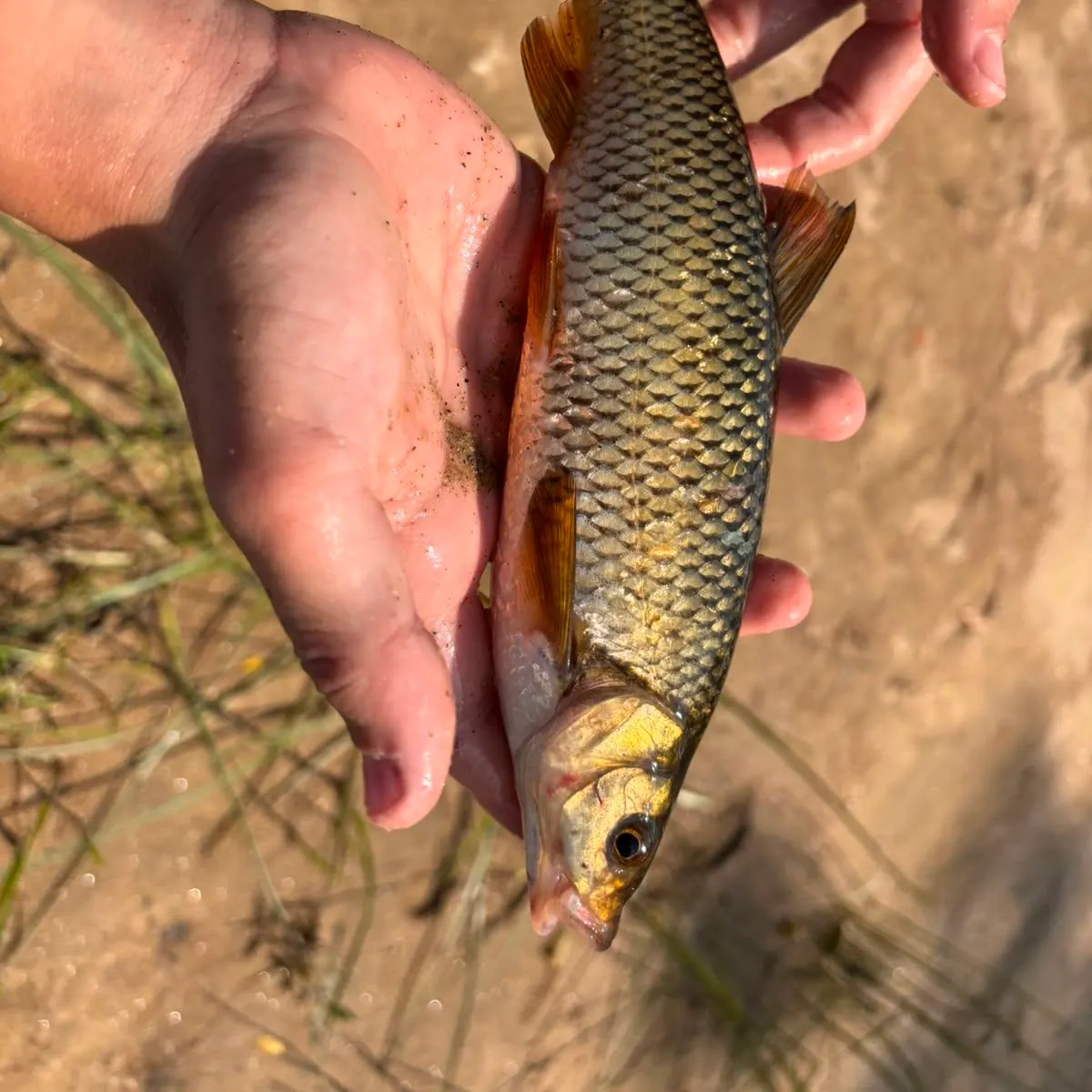 The most recent European chub catches on Fishbrain