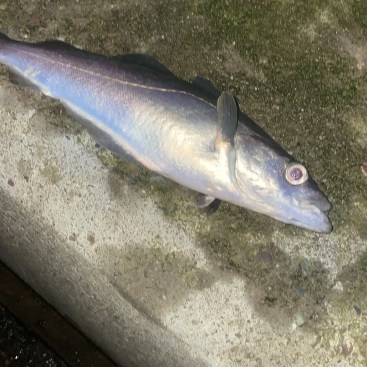 The most recent Atlantic pollock catches on Fishbrain