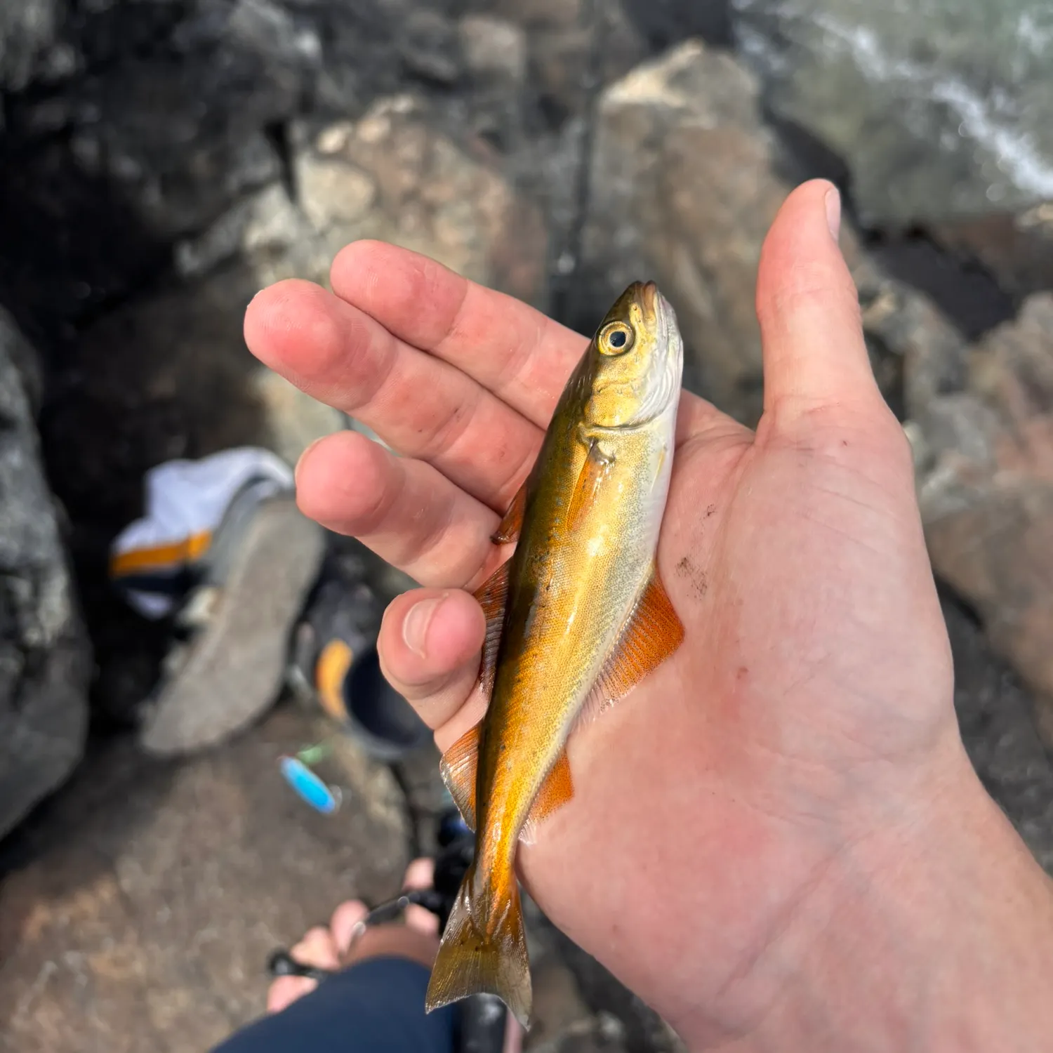 The most recent Atlantic pollock catches on Fishbrain