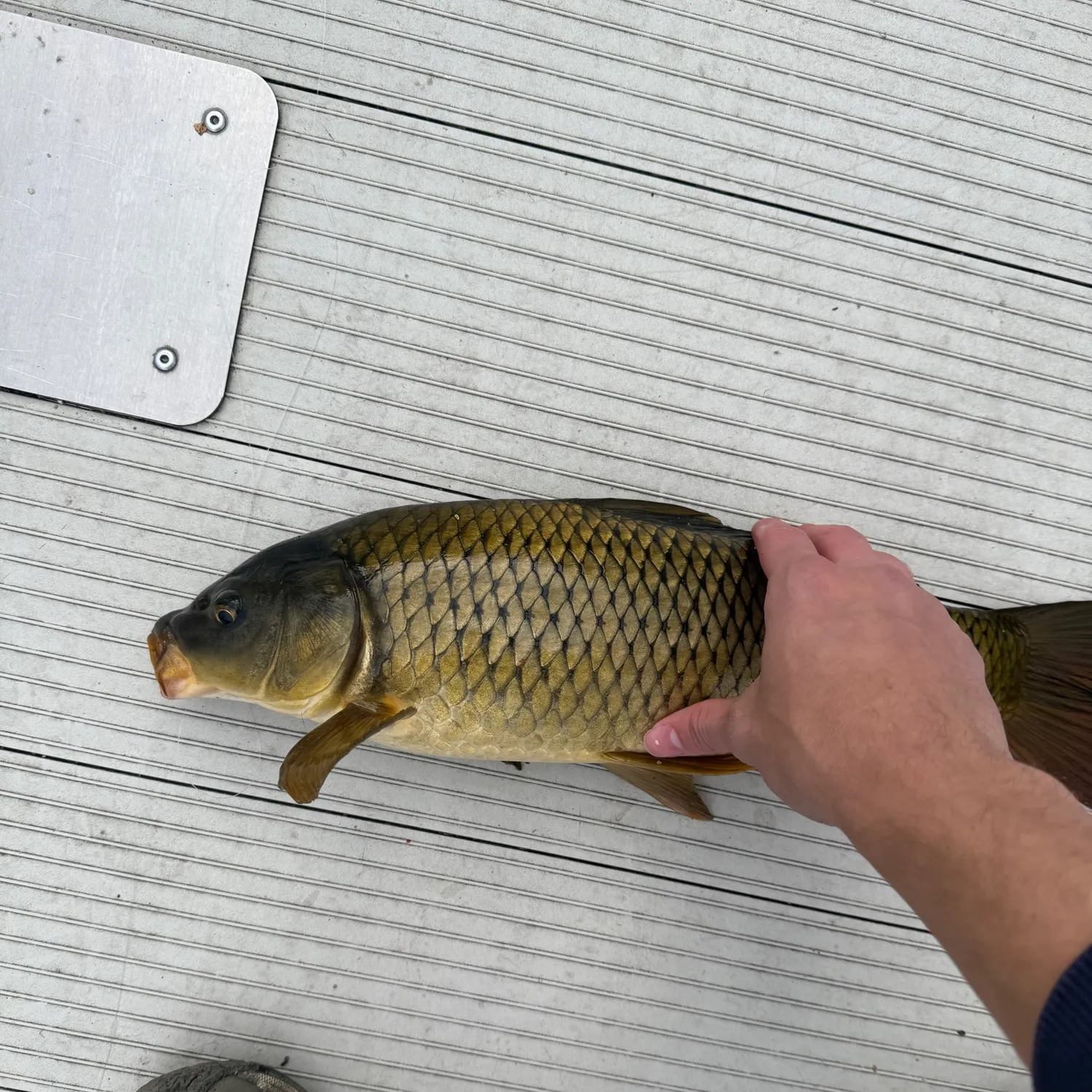 Common carp caught on Fishbrain