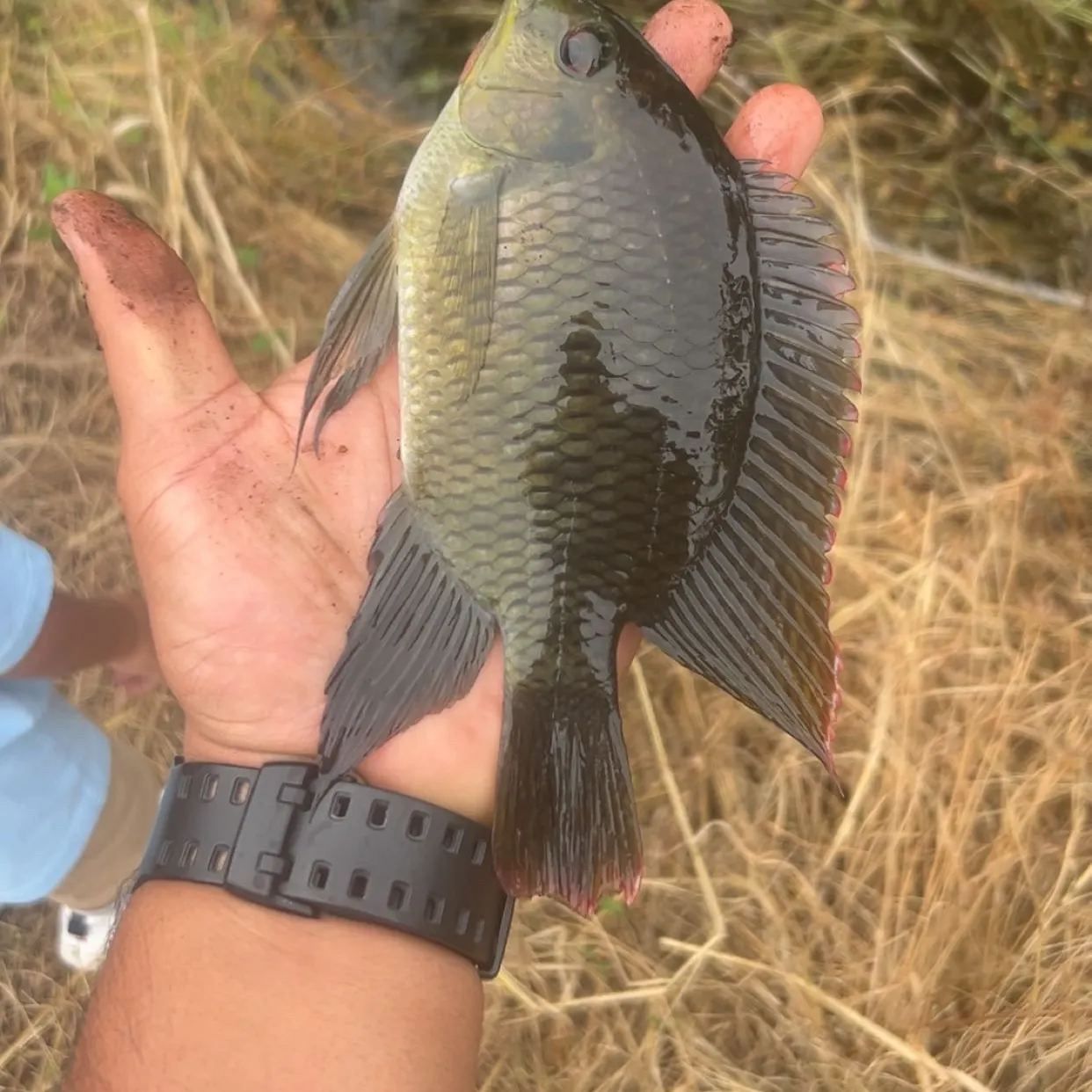 Spotted tilapia caught on Fishbrain