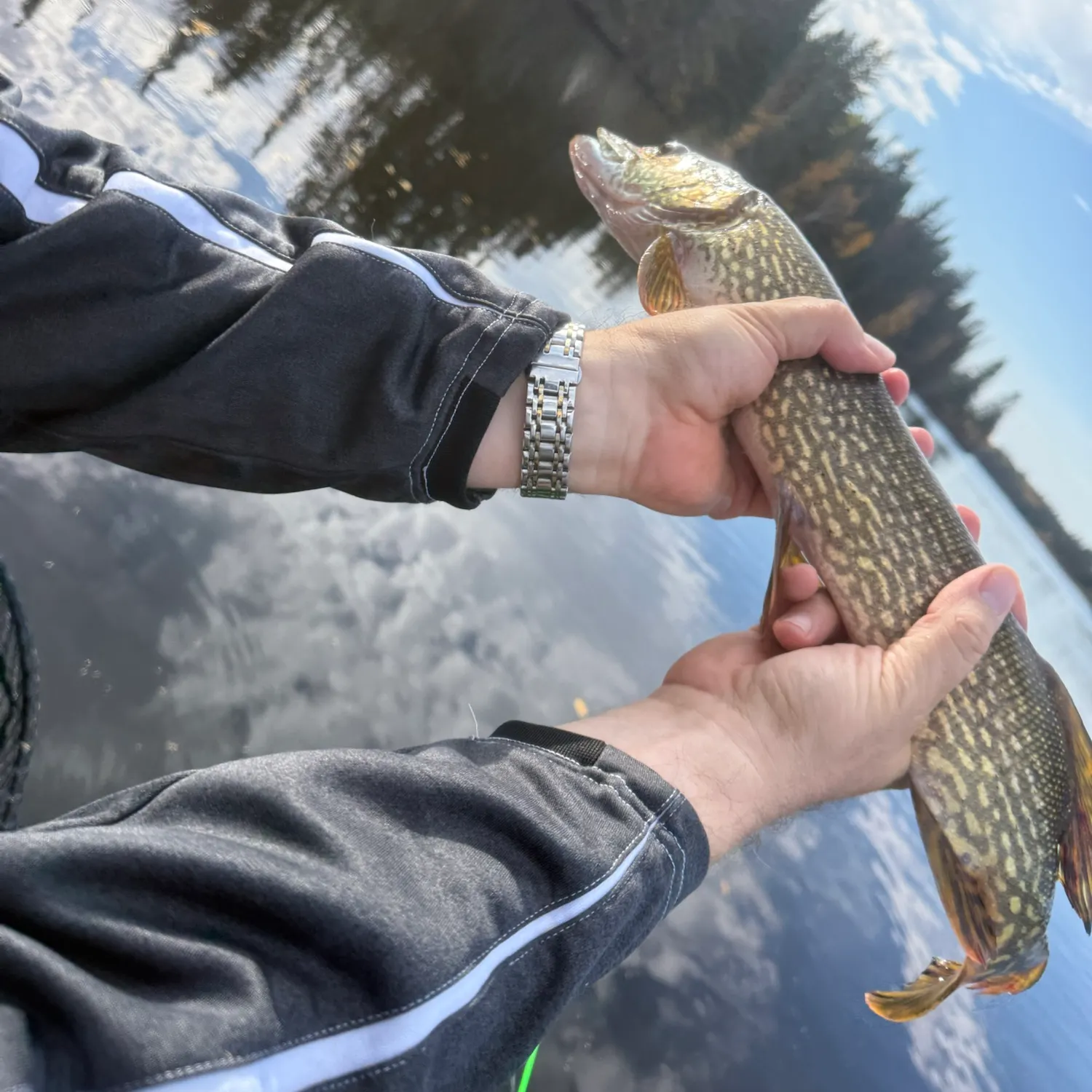 Northern pike caught on Fishbrain