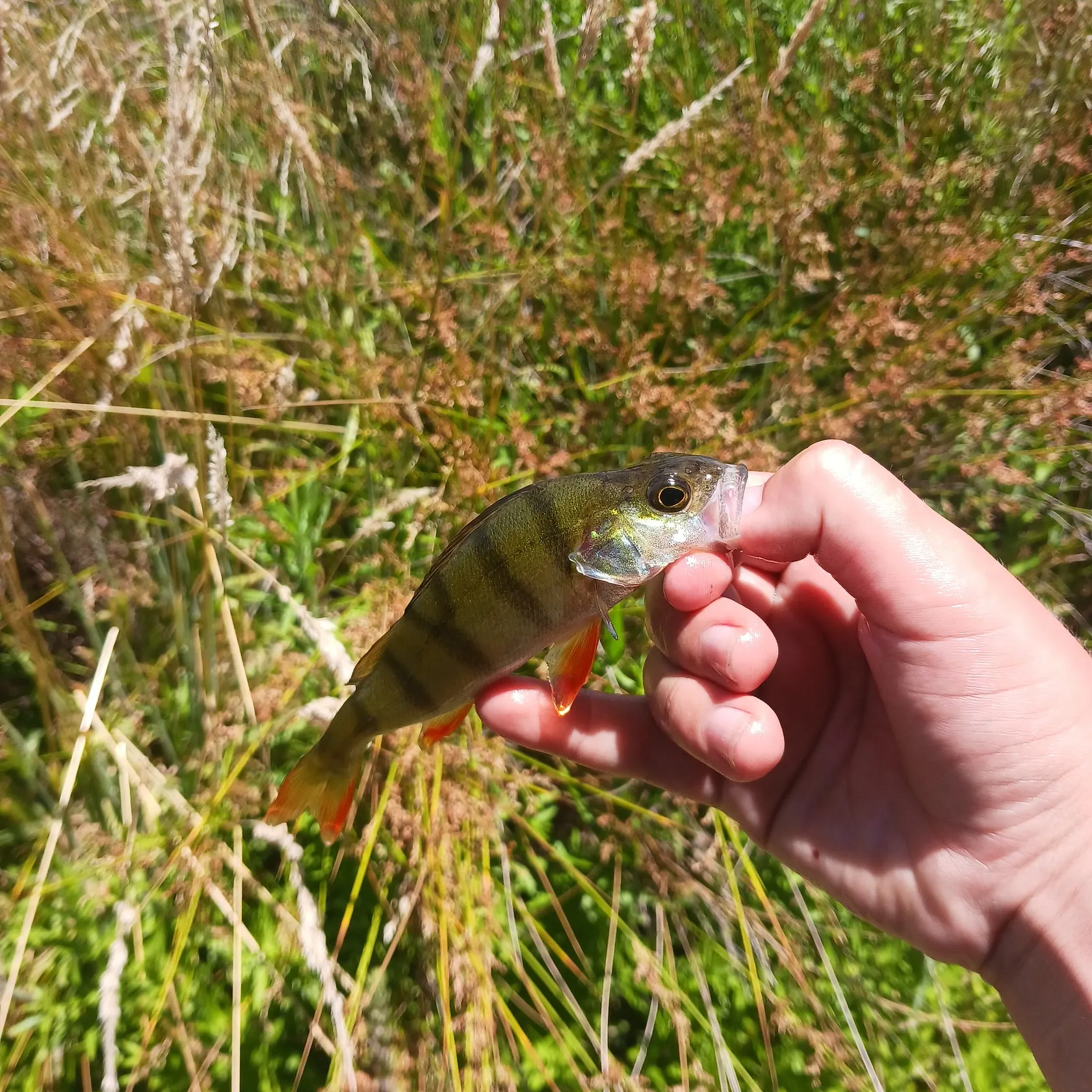 The most recent European perch catches on Fishbrain
