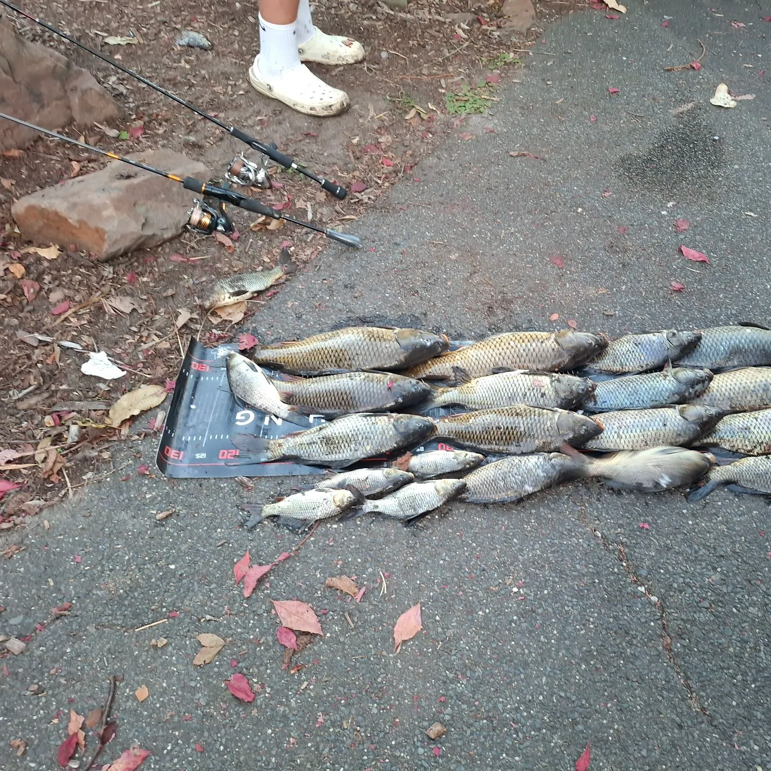 recently logged catches