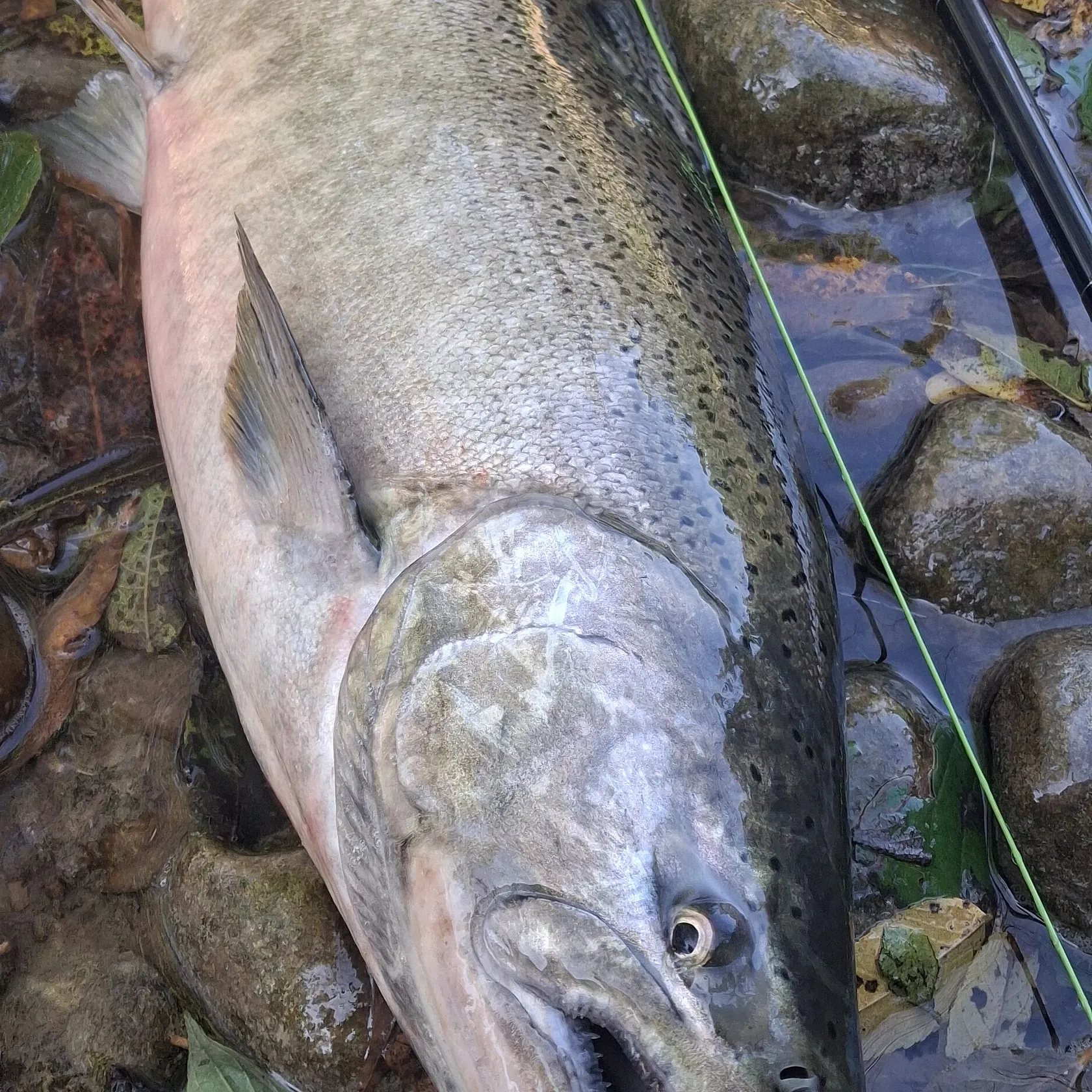 Chinook salmon caught on Fishbrain