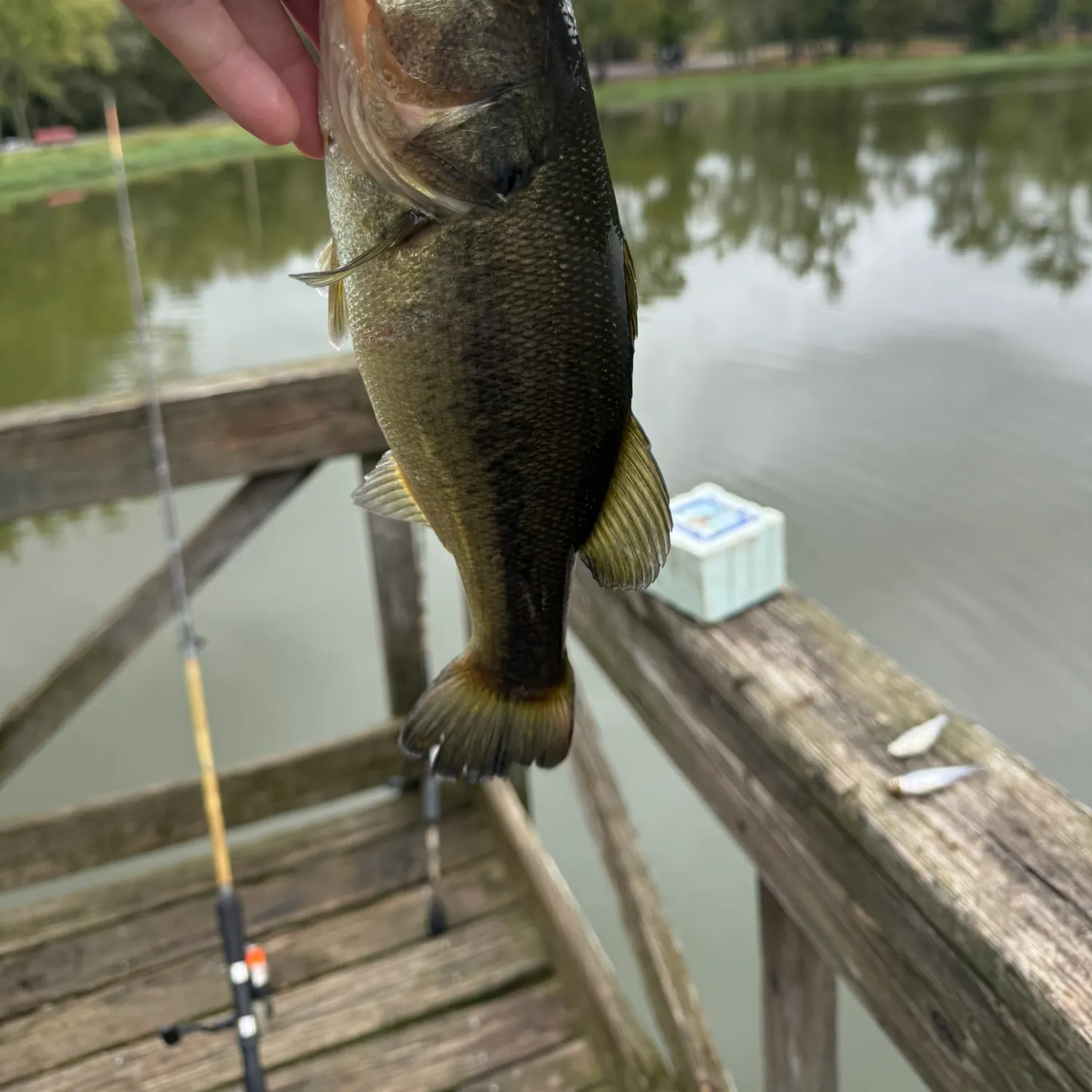 Fish caught on Fishbrain