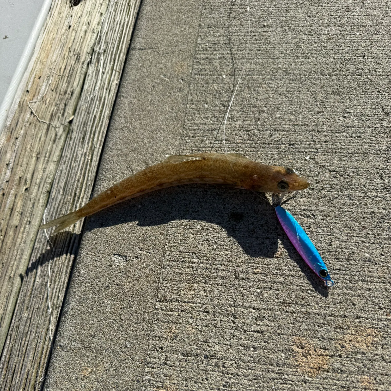 The most recent California lizardfish catches on Fishbrain