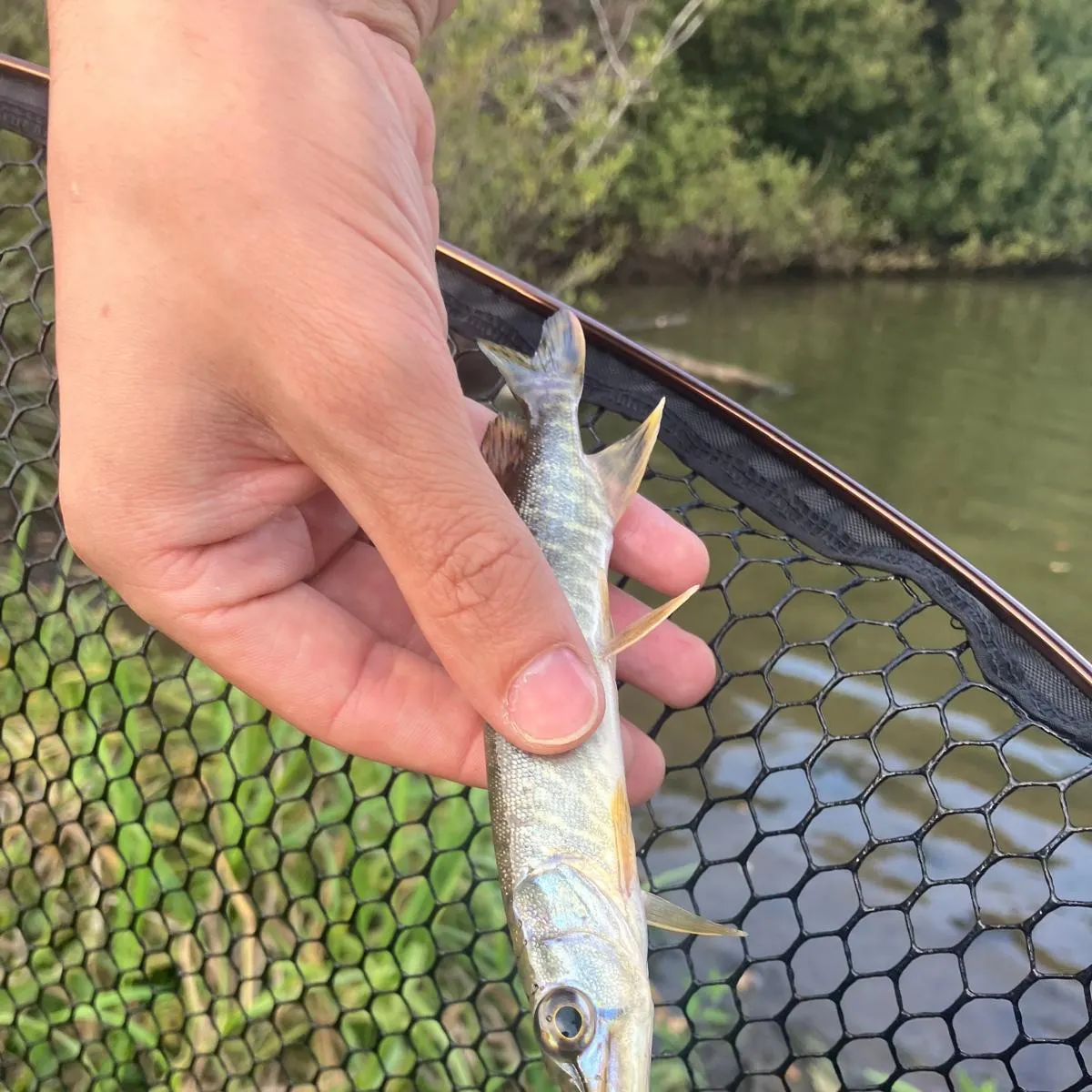 Northern pike caught on Fishbrain