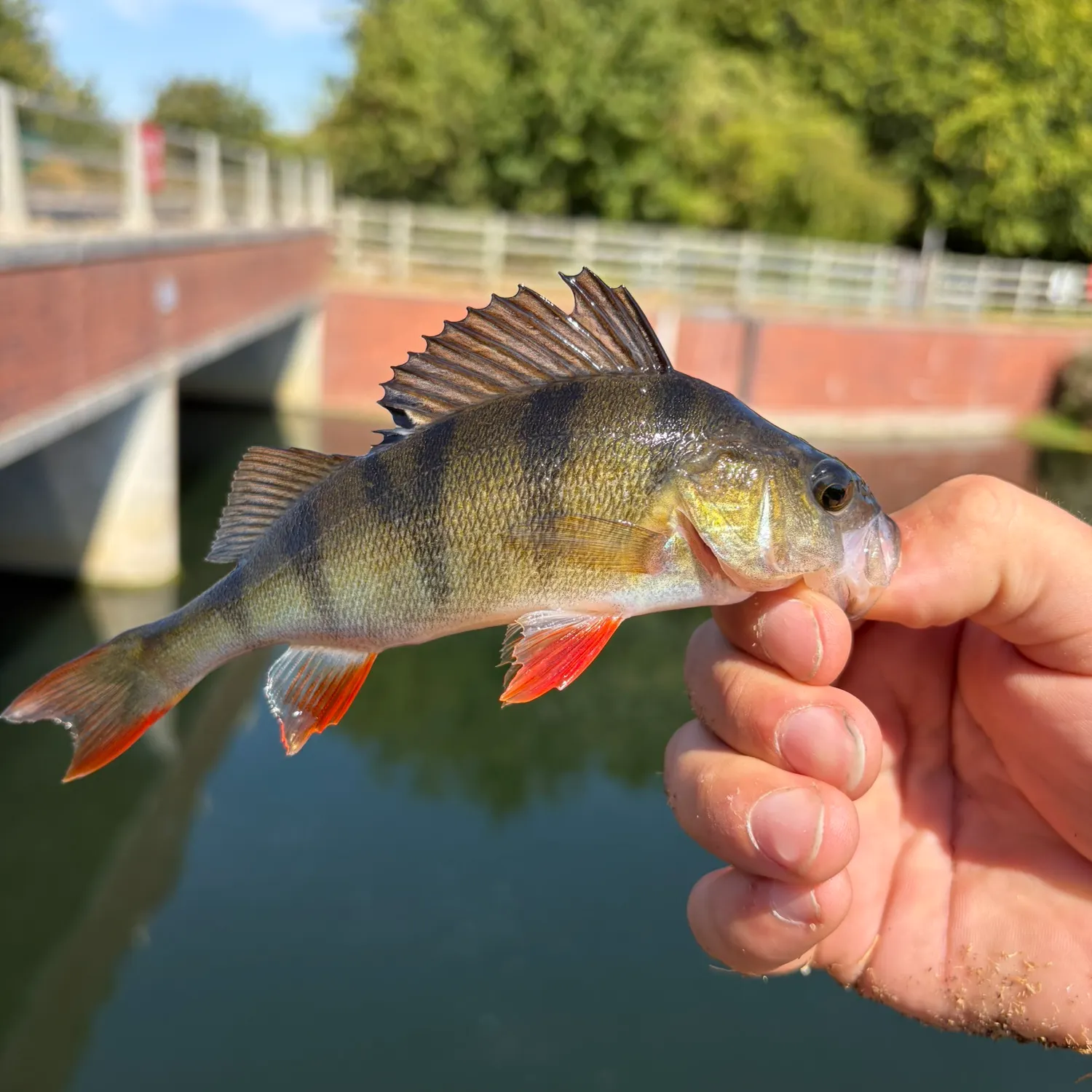 European perch caught on Fishbrain