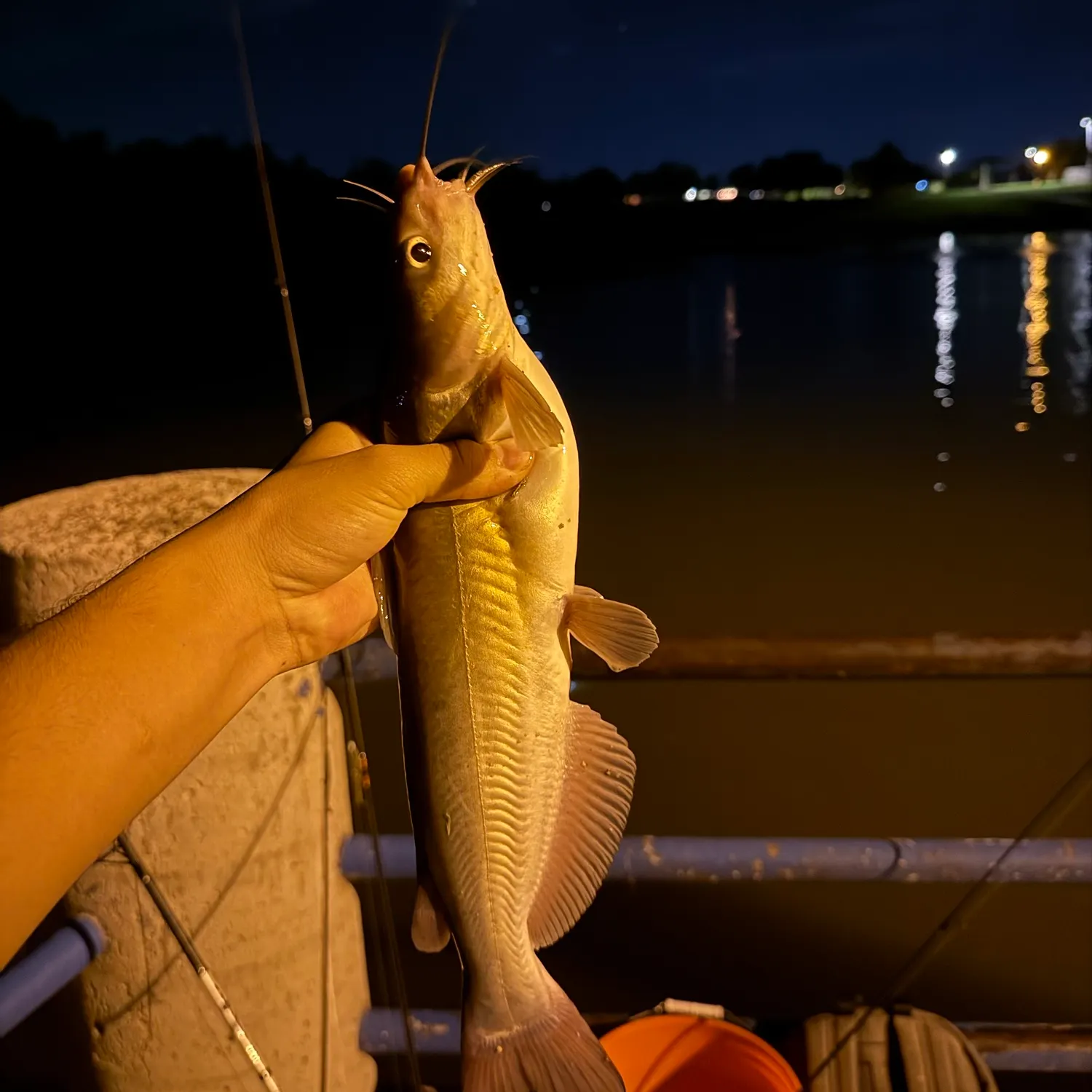 Channel catfish caught on Fishbrain