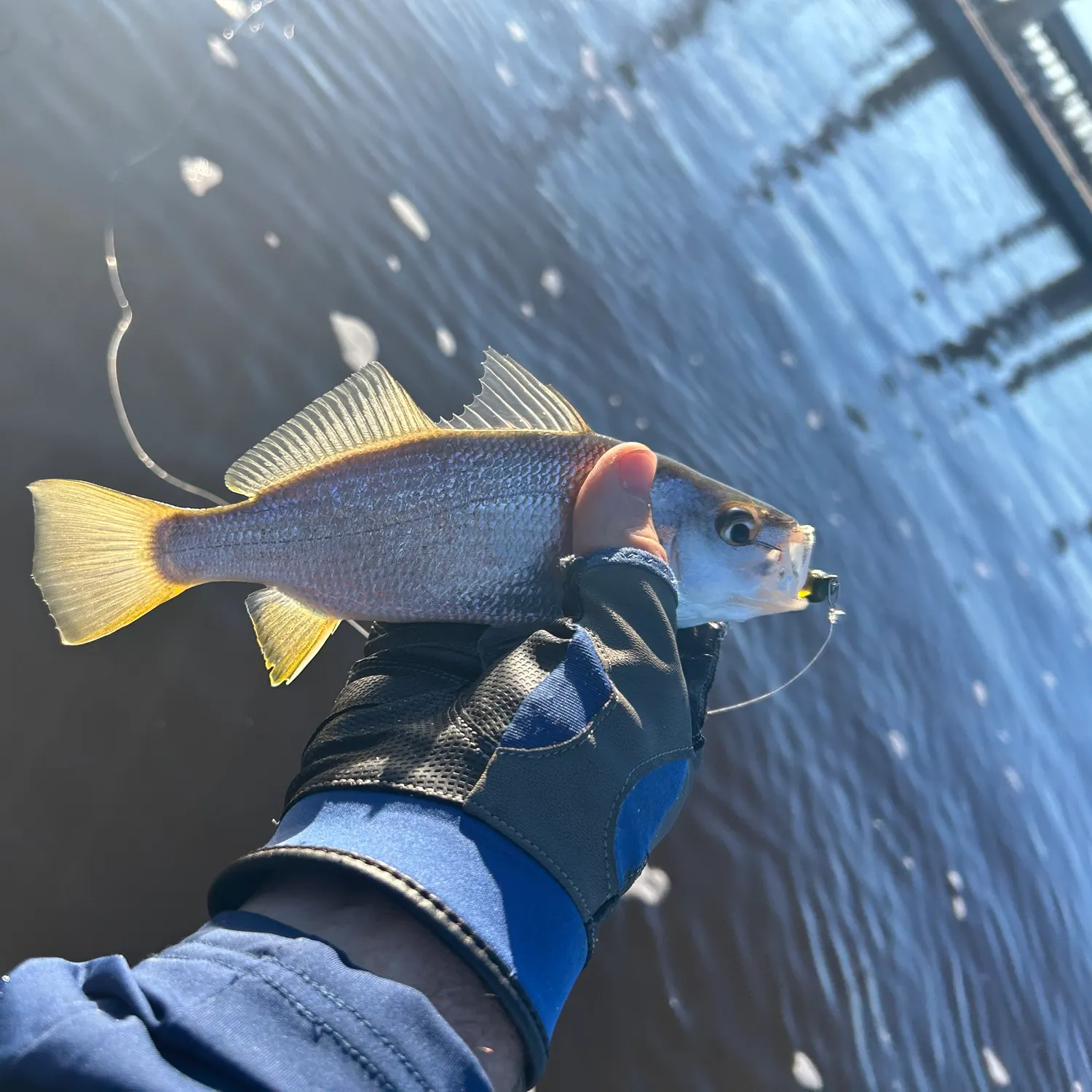 The most recent Silver perch catches on Fishbrain