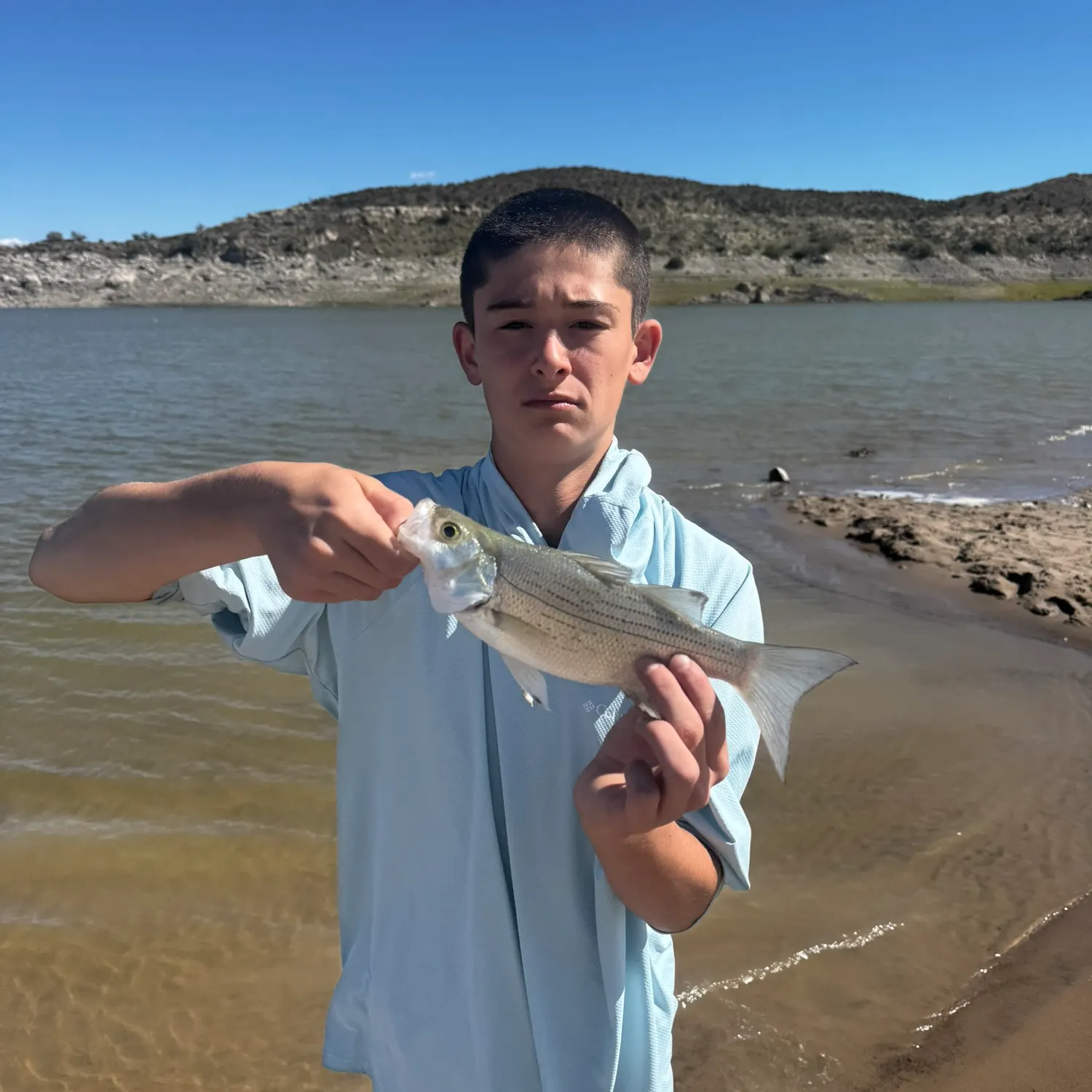 White bass caught on Fishbrain