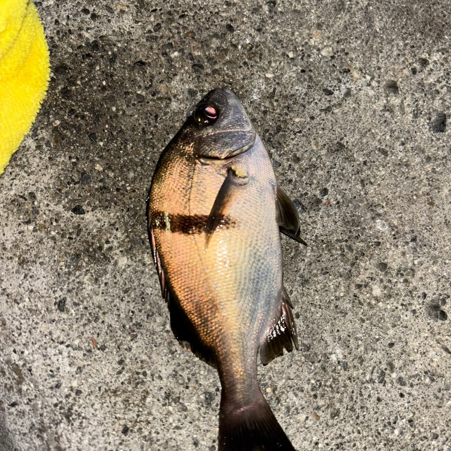 The most recent Moses perch catches on Fishbrain