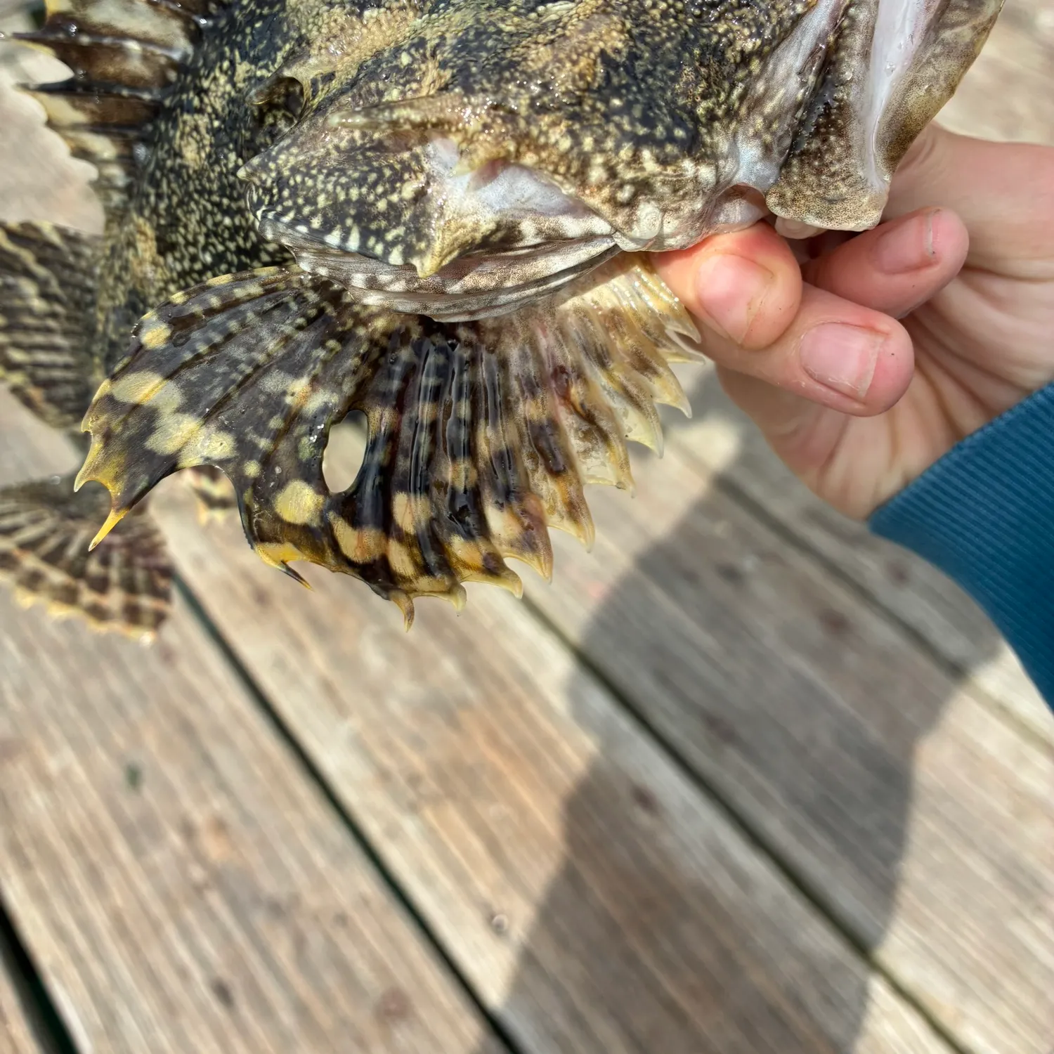The most recent Great sculpin catches on Fishbrain