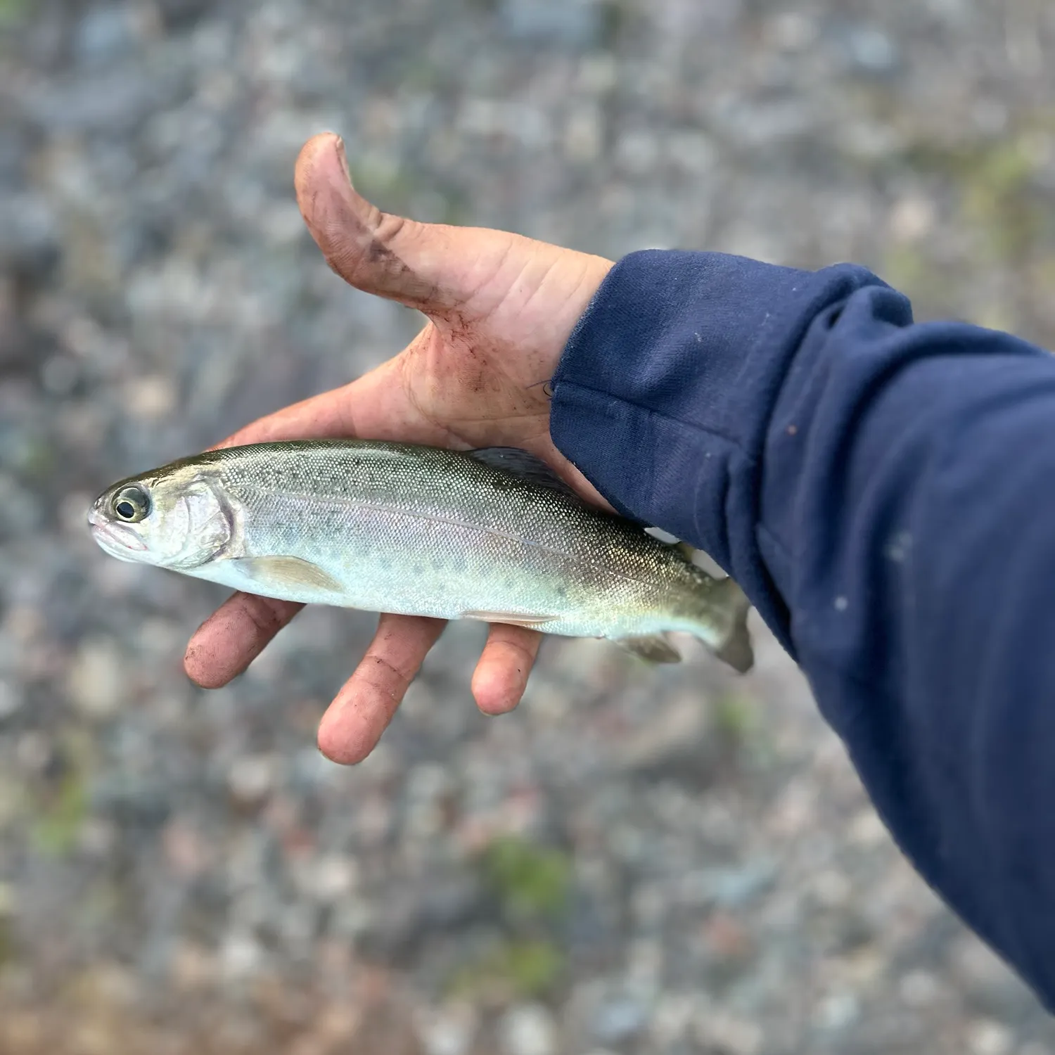 Rainbow trout caught on Fishbrain