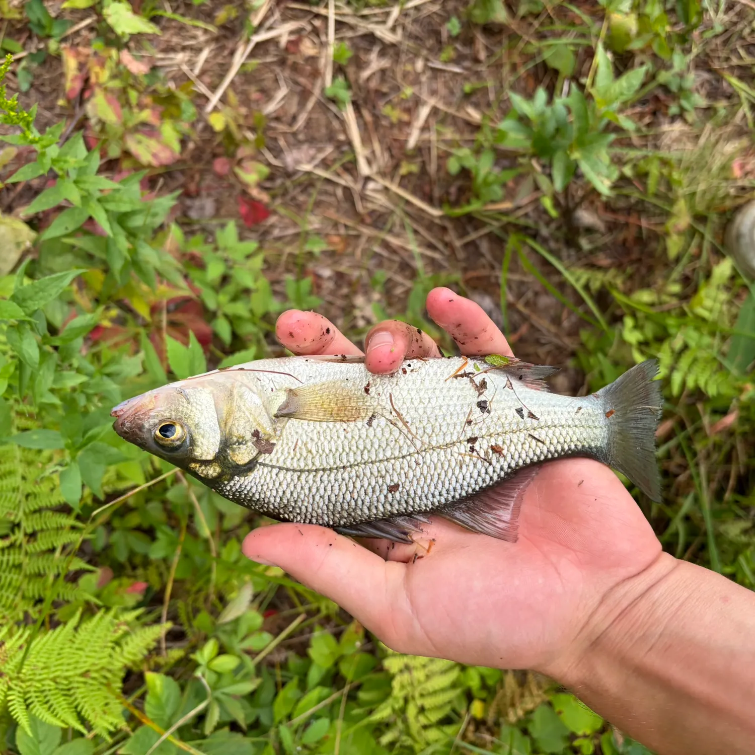 White perch caught on Fishbrain