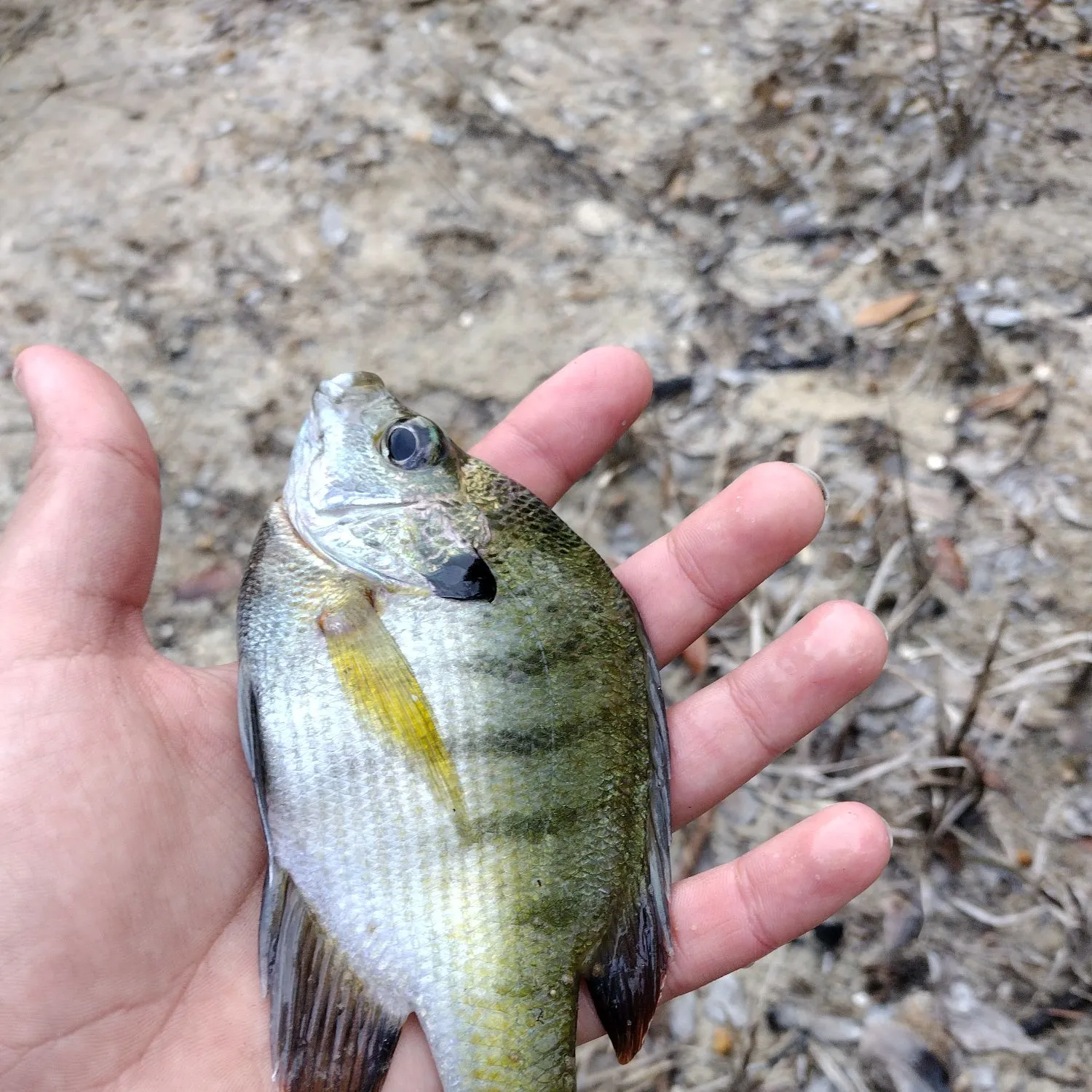 Bluegill caught on Fishbrain