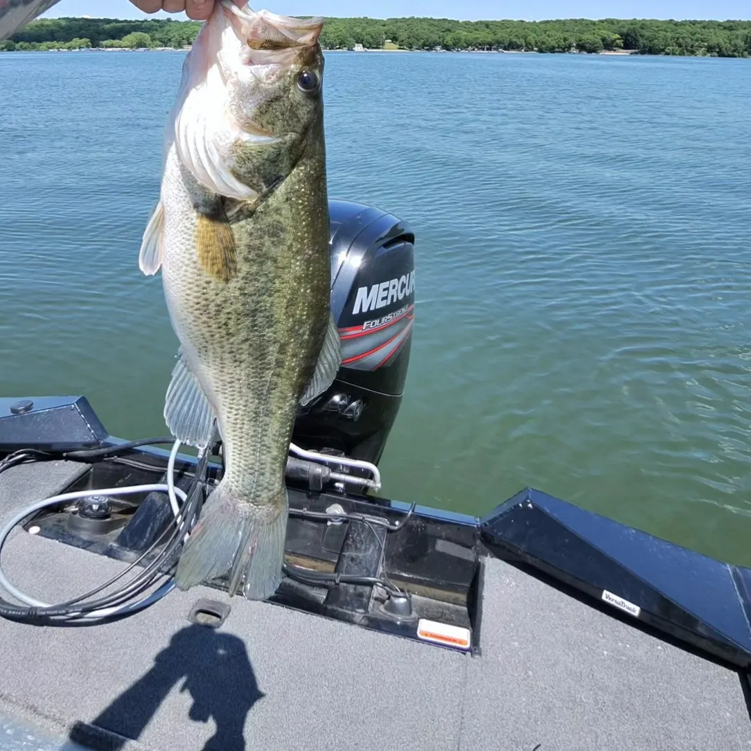 Largemouth bass caught on Fishbrain