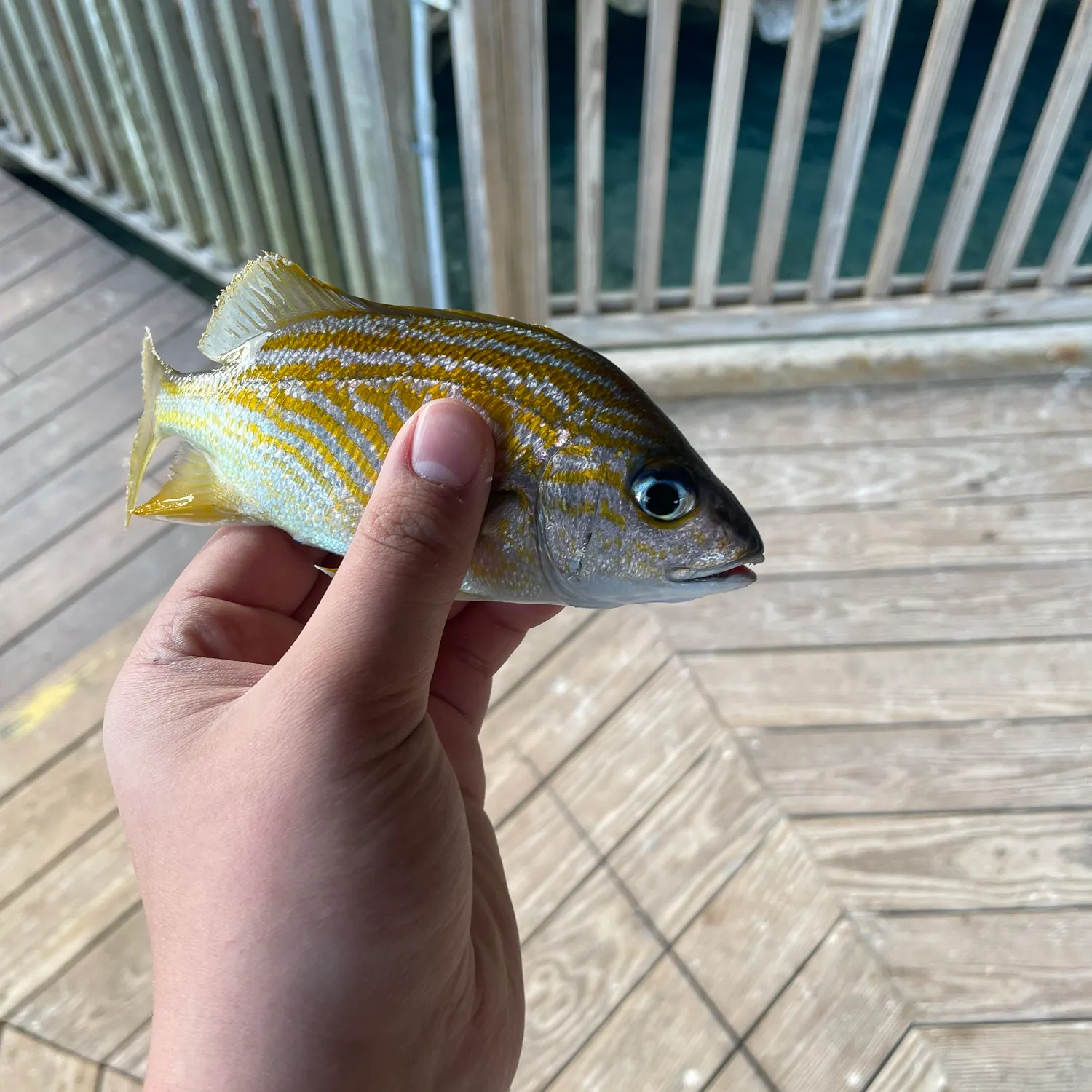 The most recent French grunt catches on Fishbrain