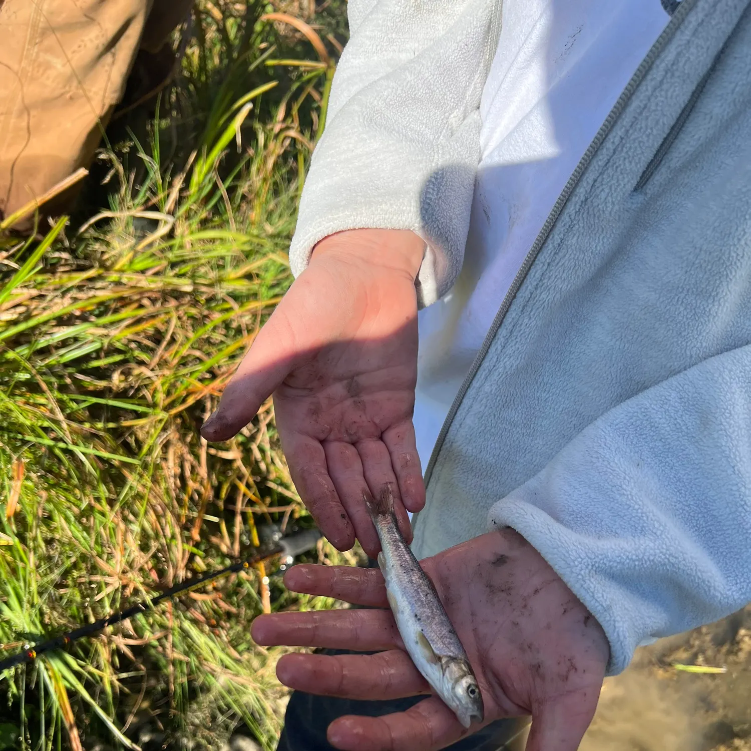 The most recent Trout-perch catches on Fishbrain