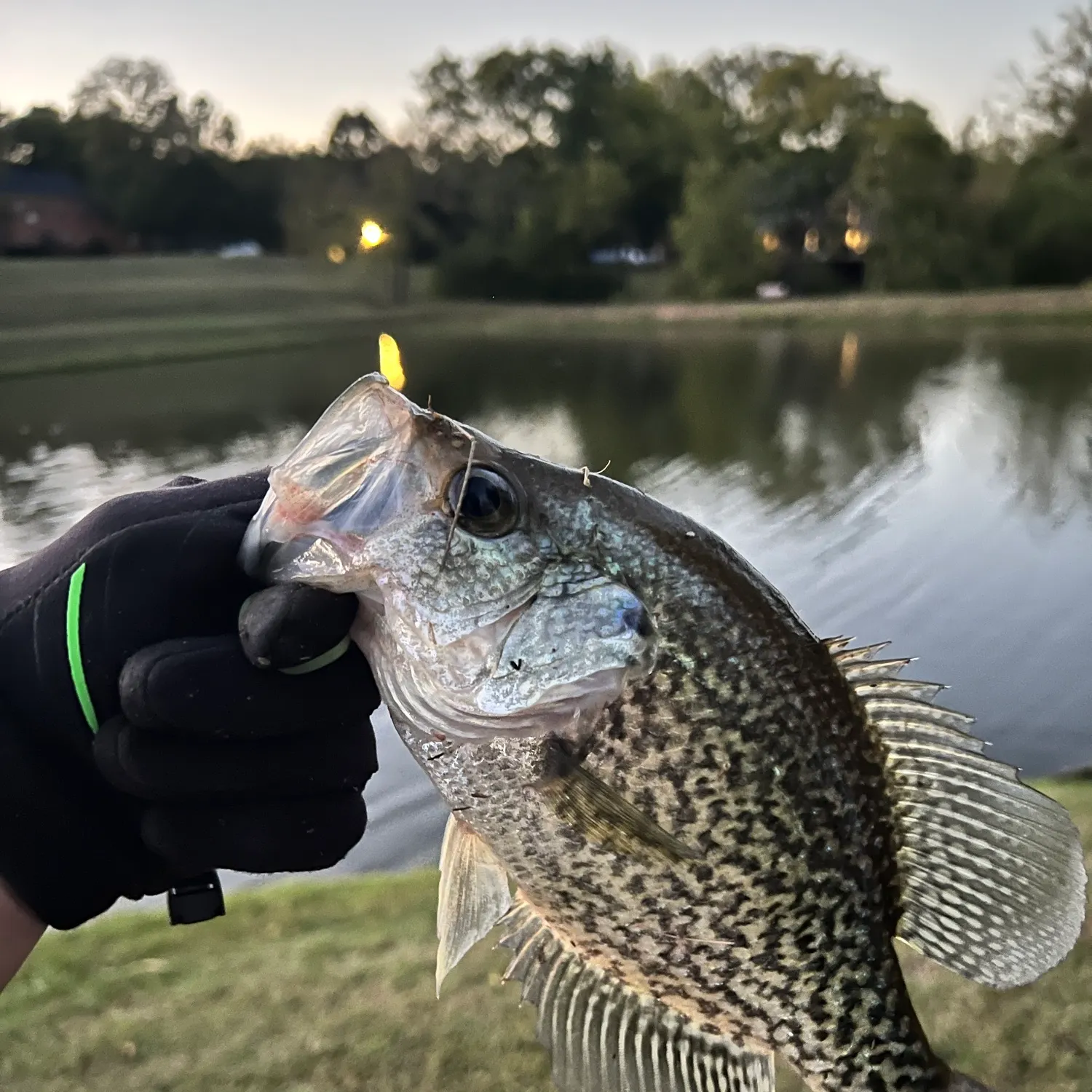 Black crappie caught on Fishbrain