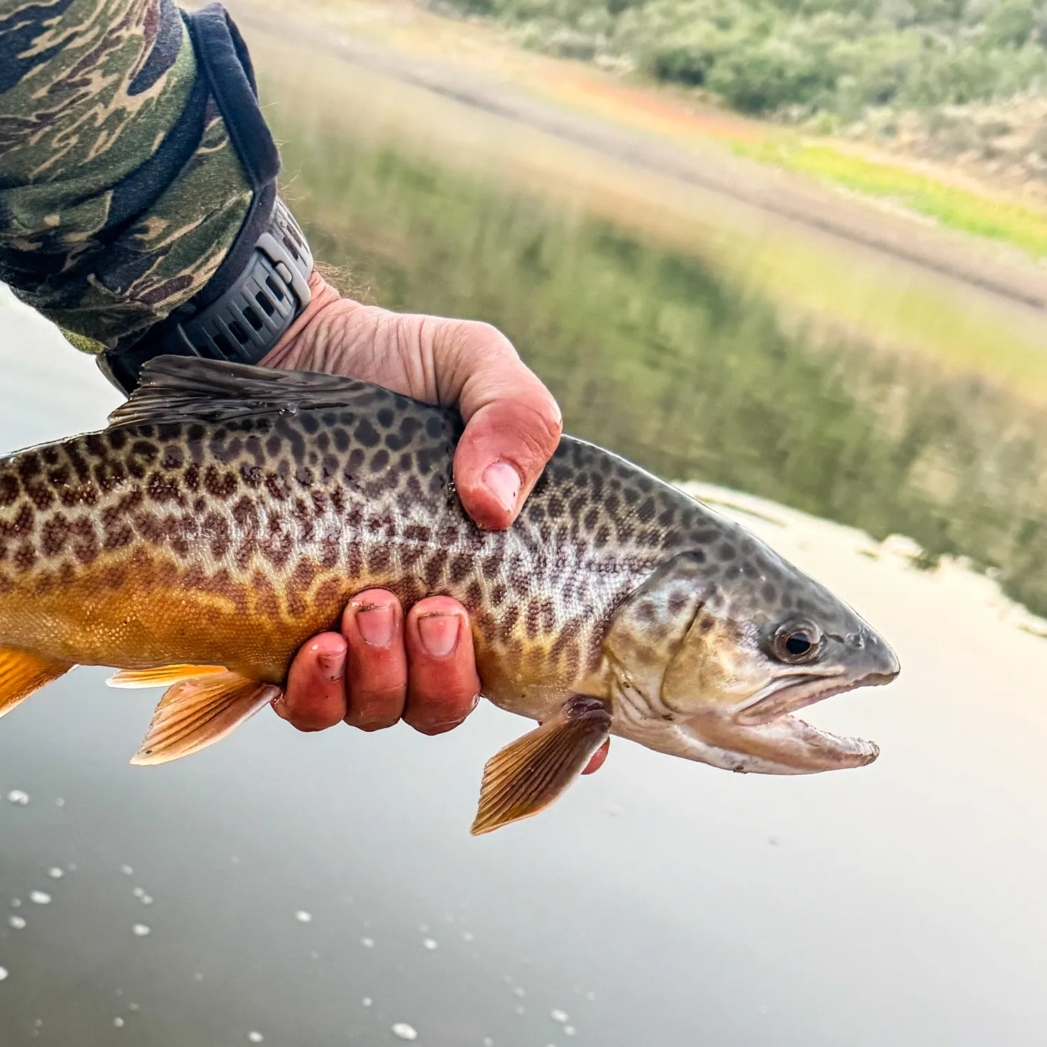Tiger trout caught on Fishbrain
