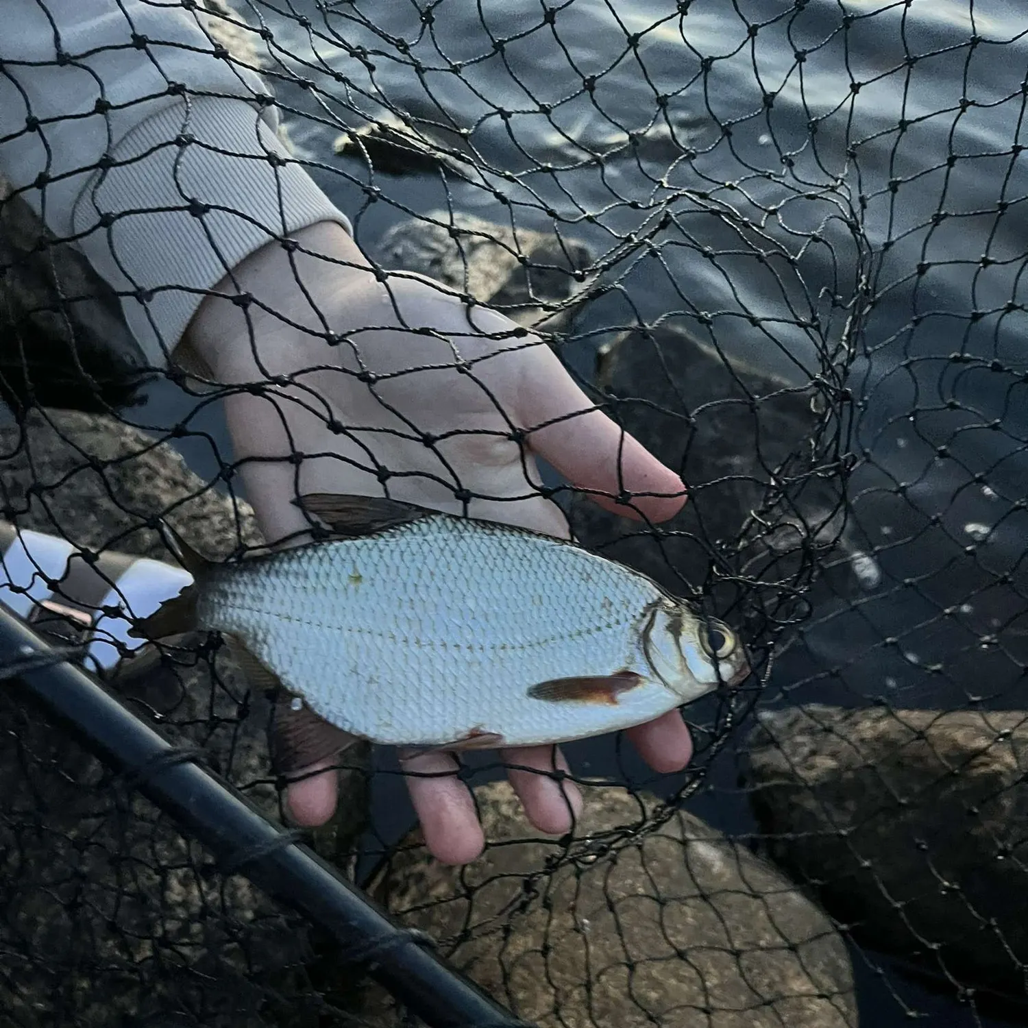 The most recent Zope catches on Fishbrain