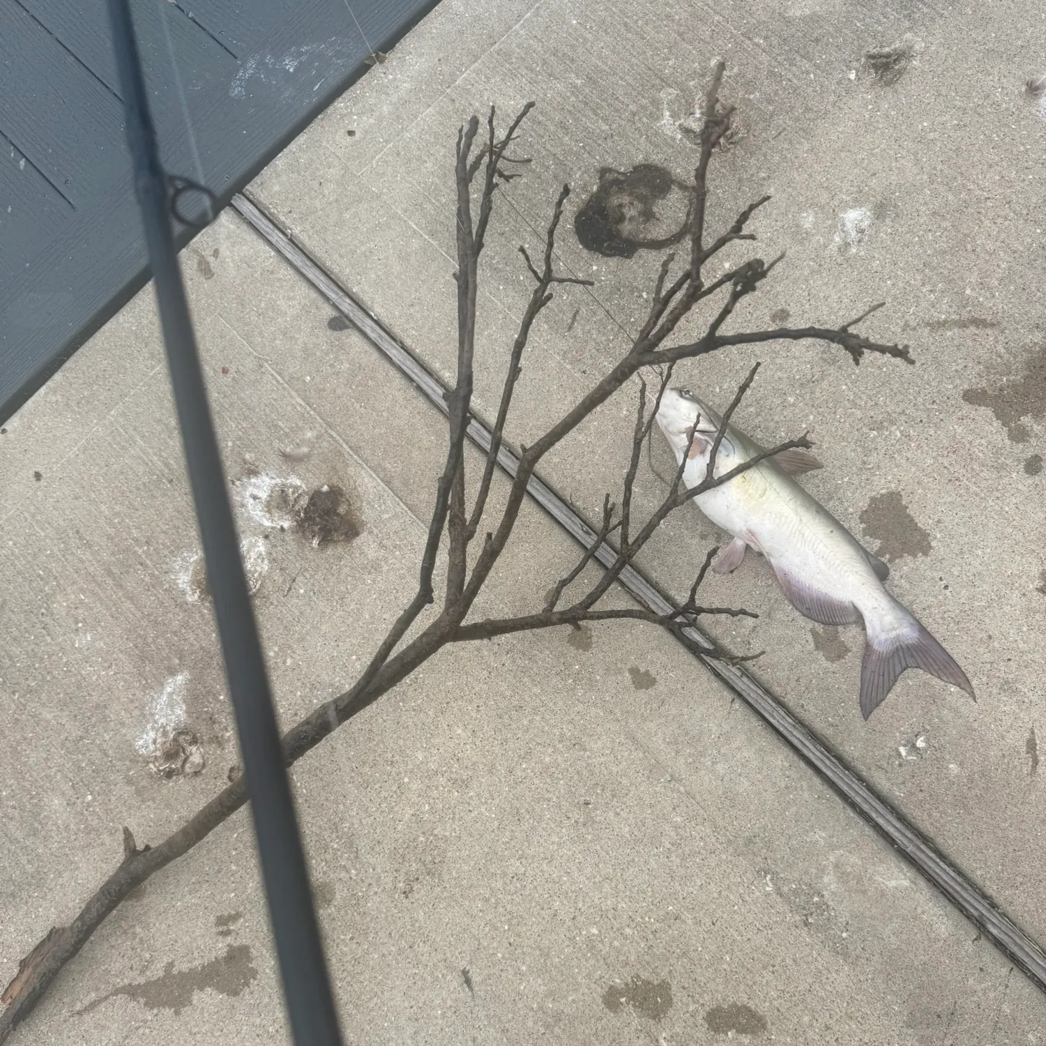 Channel catfish caught on Fishbrain