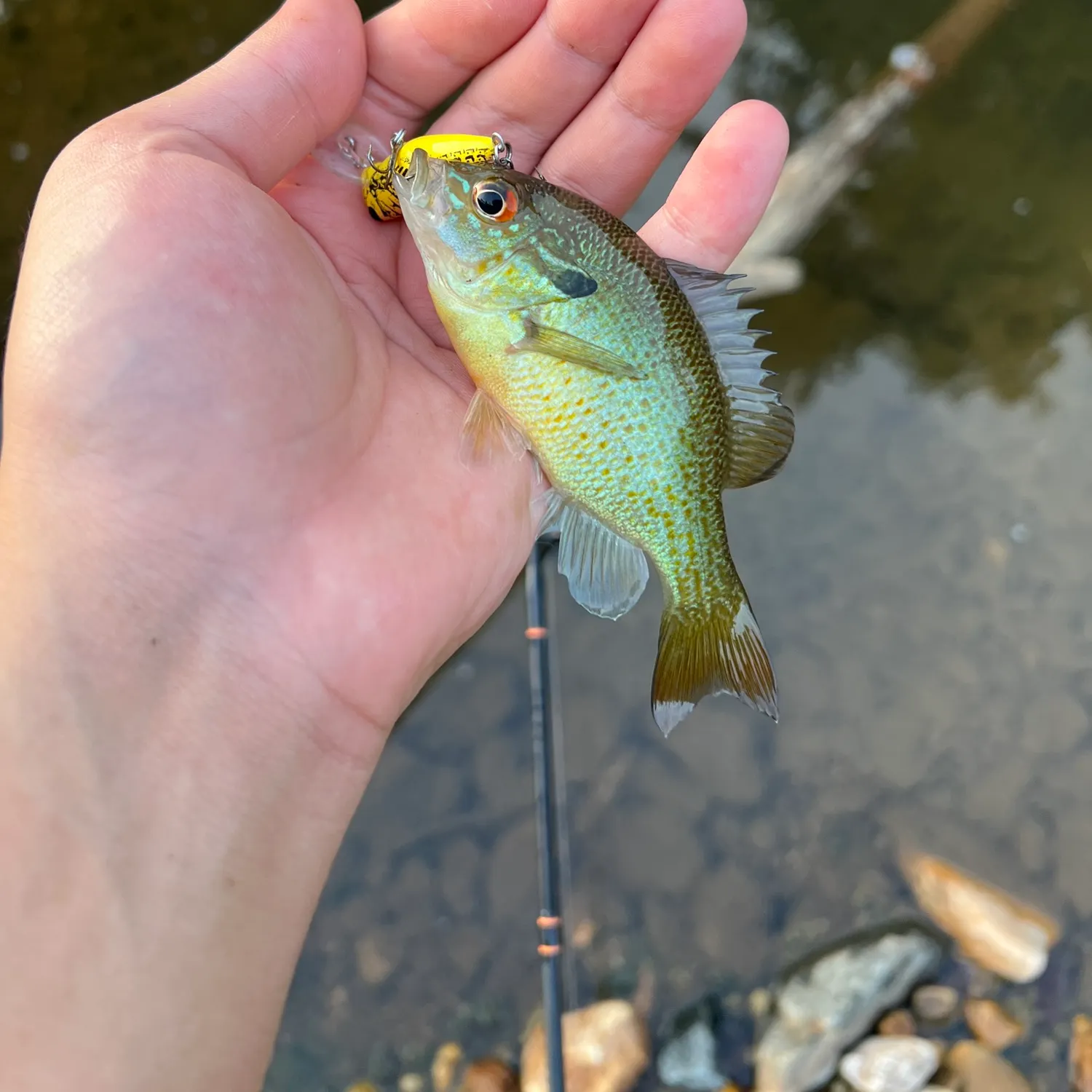 Redbreast sunfish caught on Fishbrain