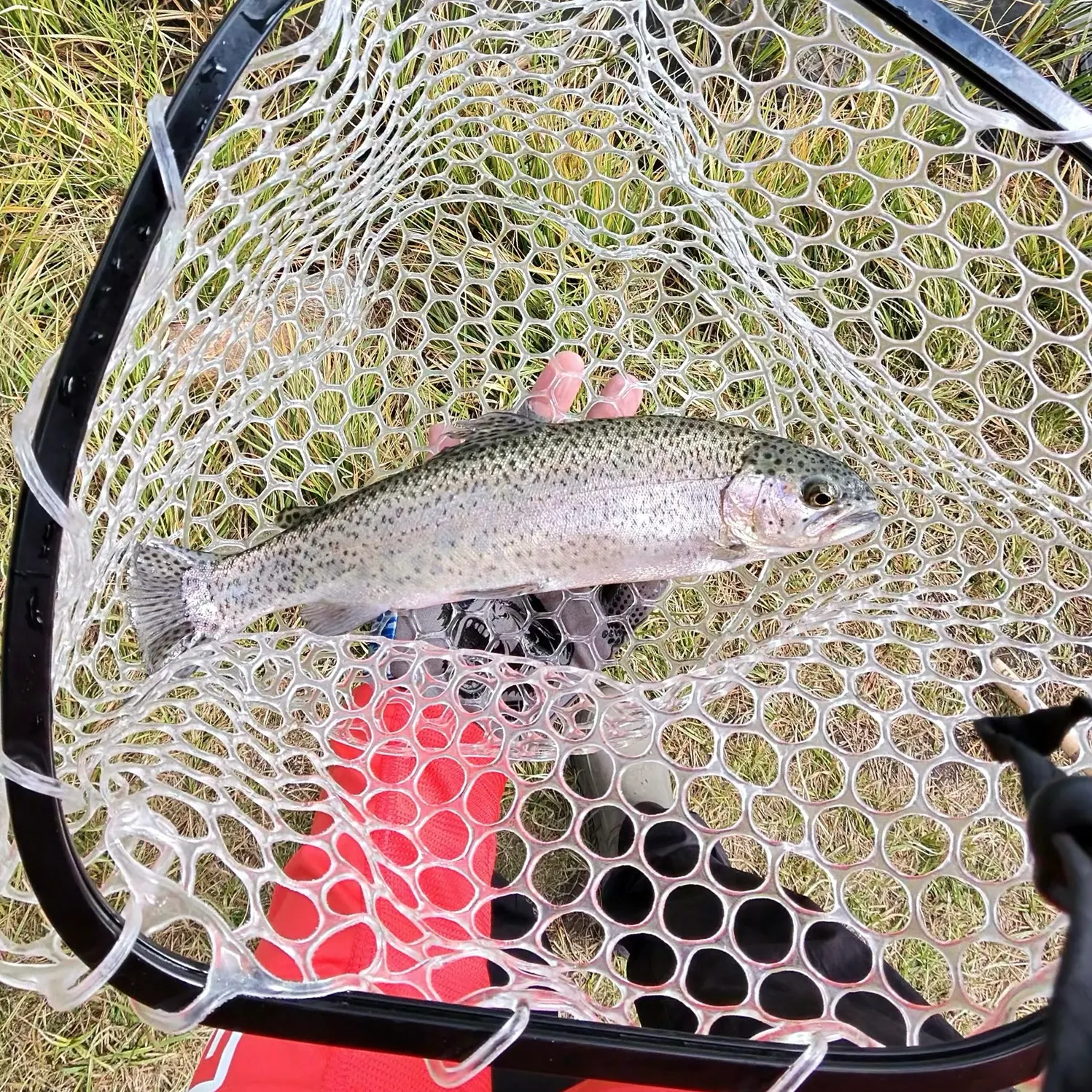 Rainbow trout caught on Fishbrain