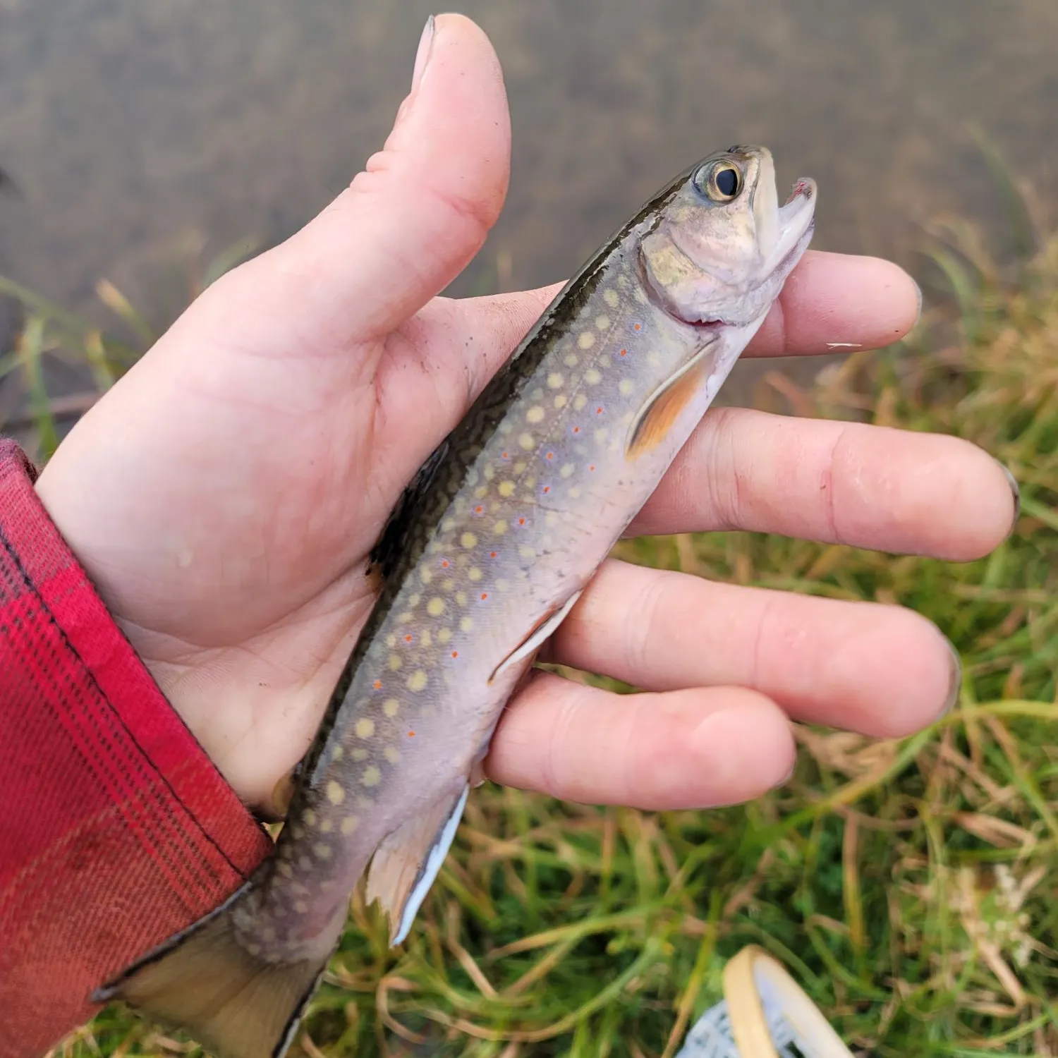 Brook trout caught on Fishbrain