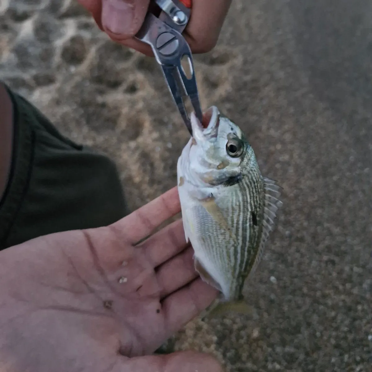 Fish caught on Fishbrain
