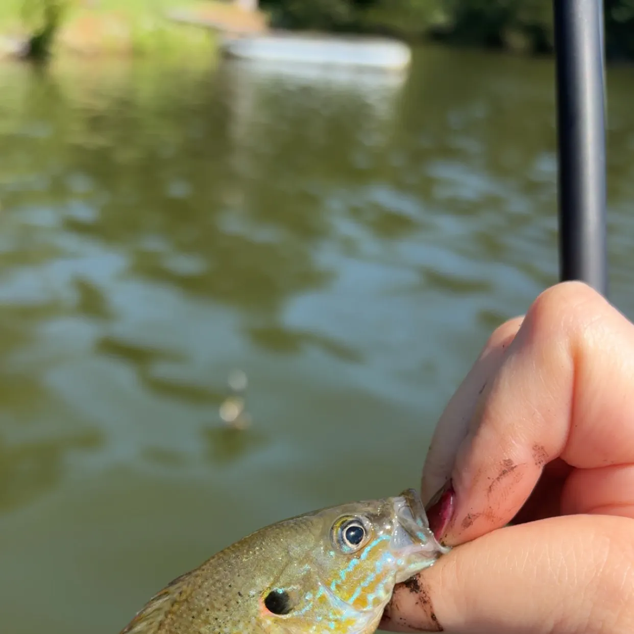 Green sunfish caught on Fishbrain