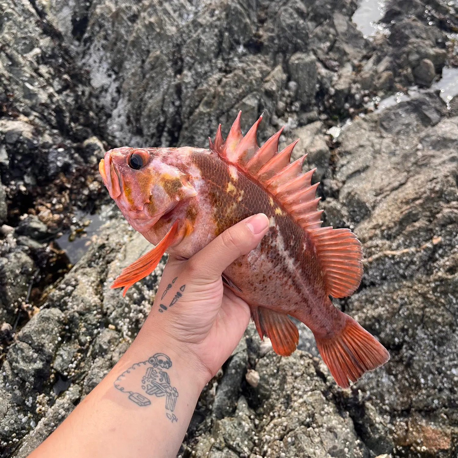 recently logged catches