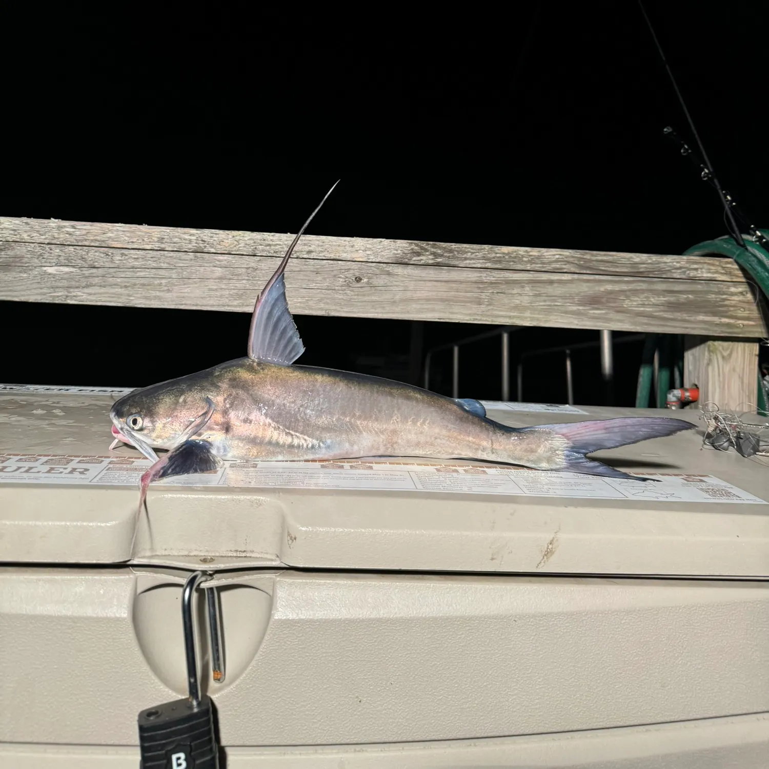 The most recent Gafftopsail sea catfish catches on Fishbrain