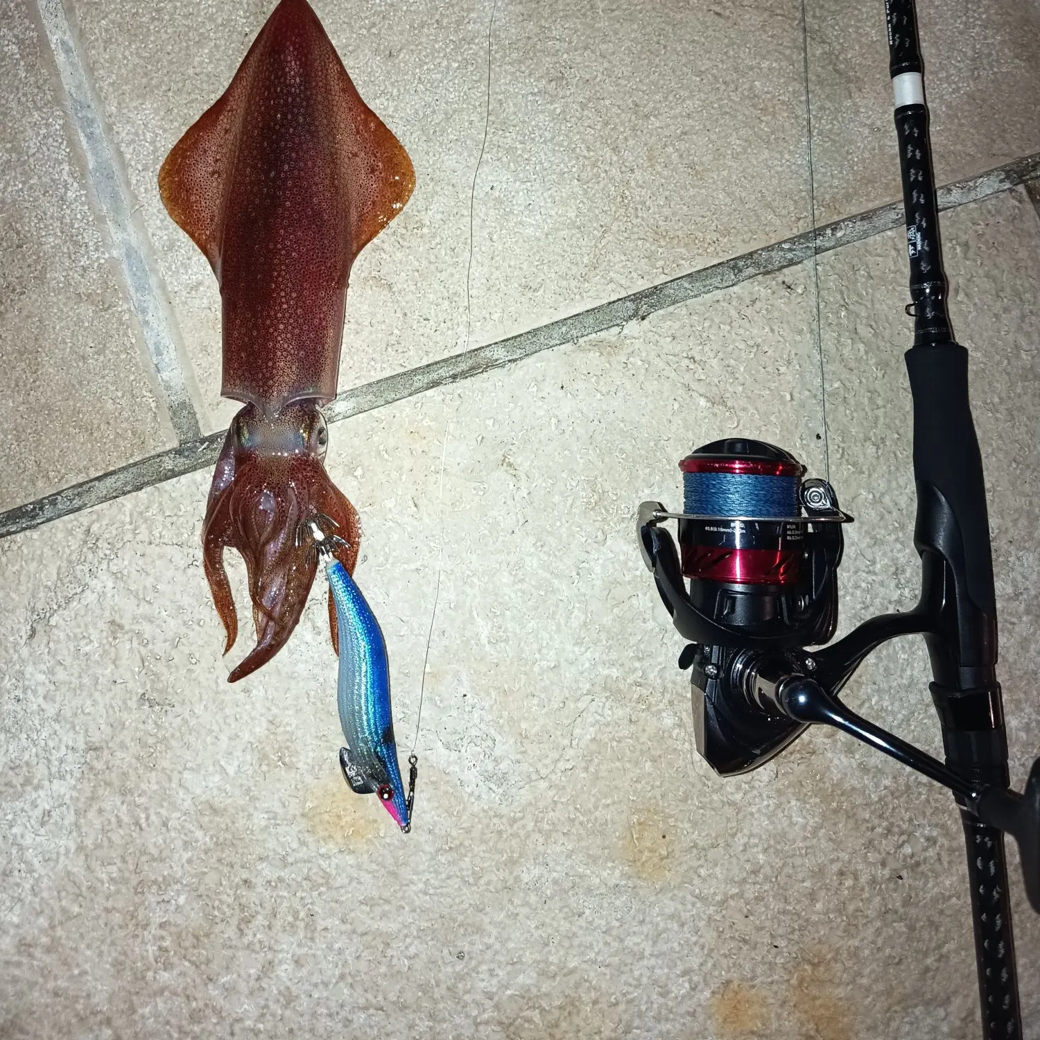 The most recent European flying squid catches on Fishbrain