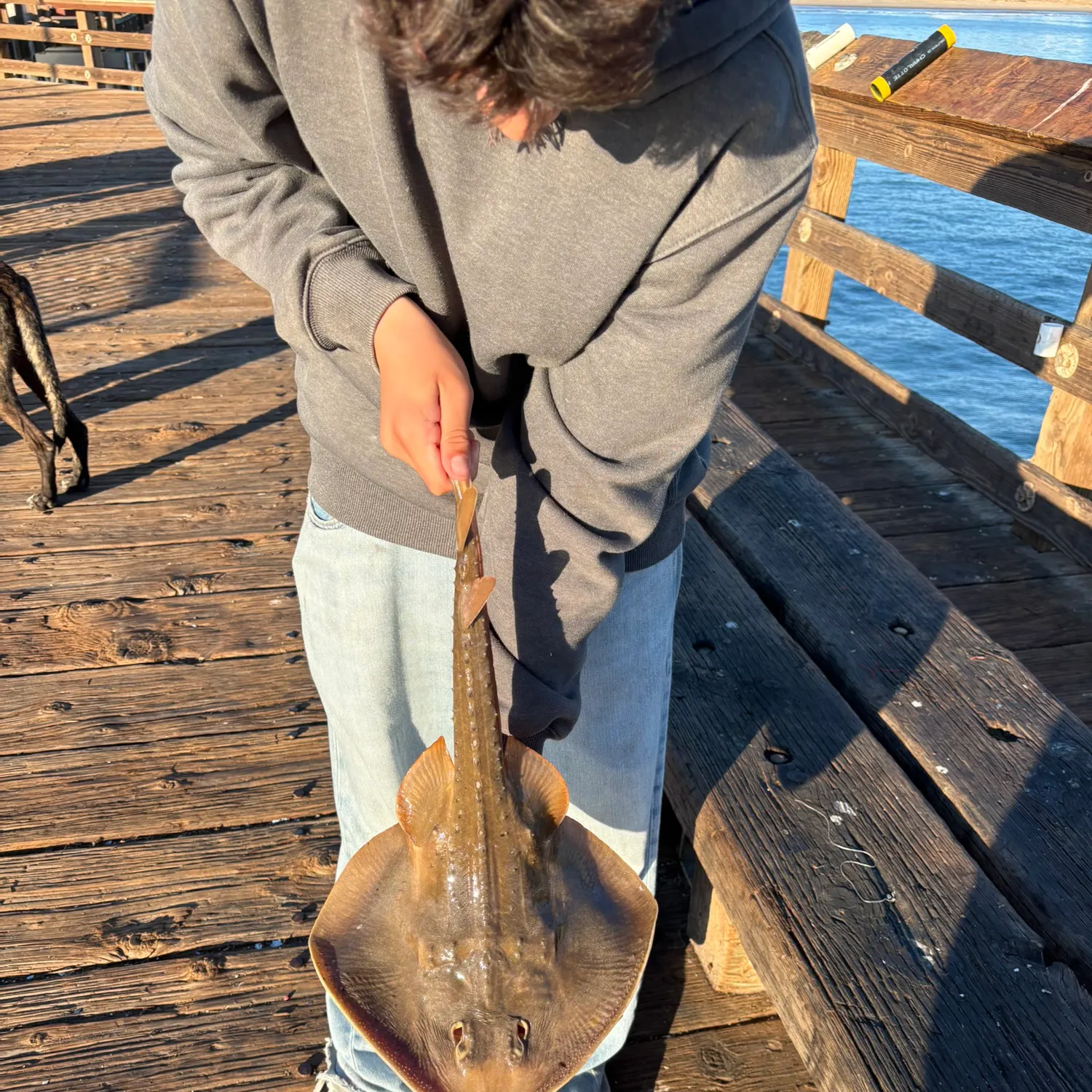 The most recent Thornback ray catches on Fishbrain