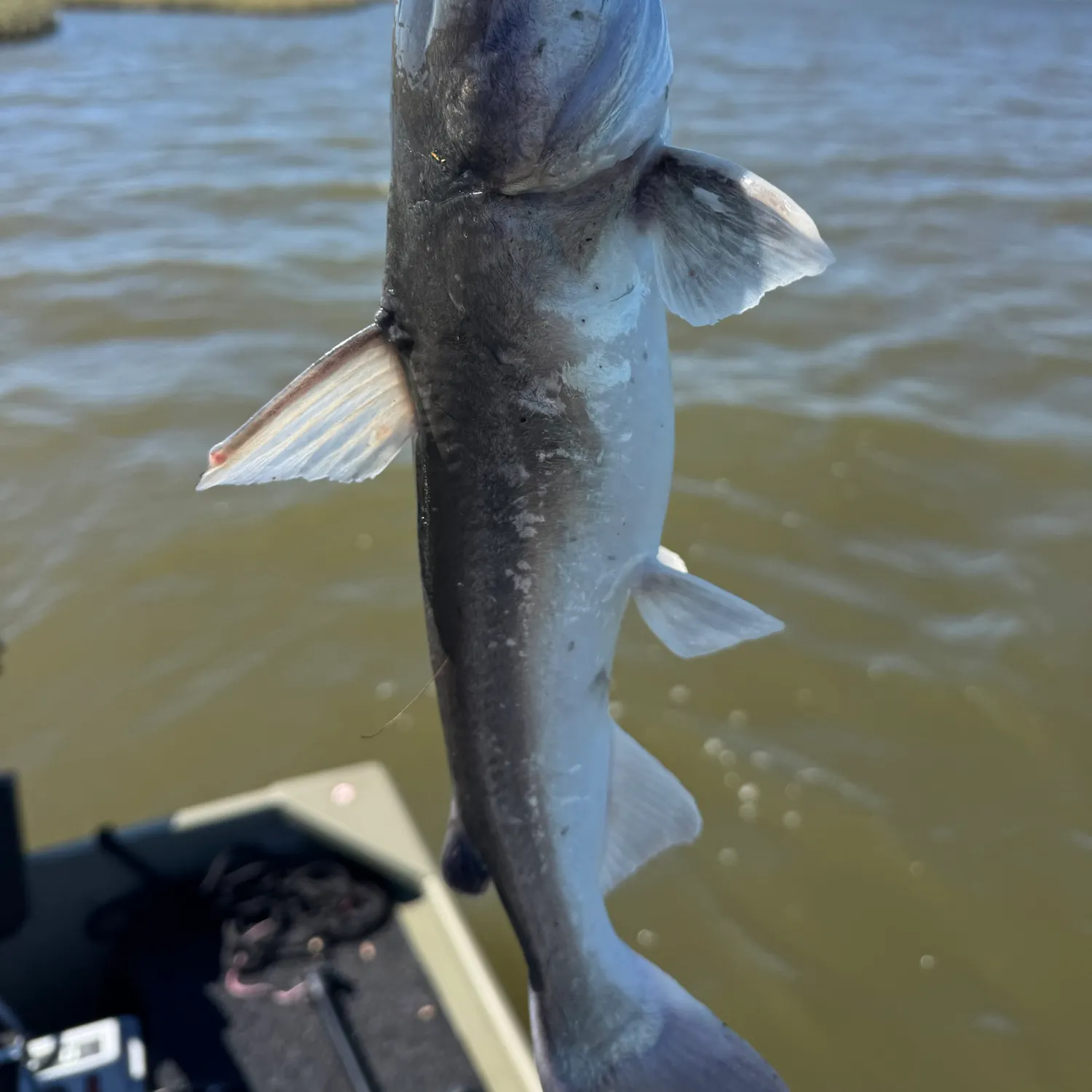 The most recent Hardhead sea catfish catches on Fishbrain