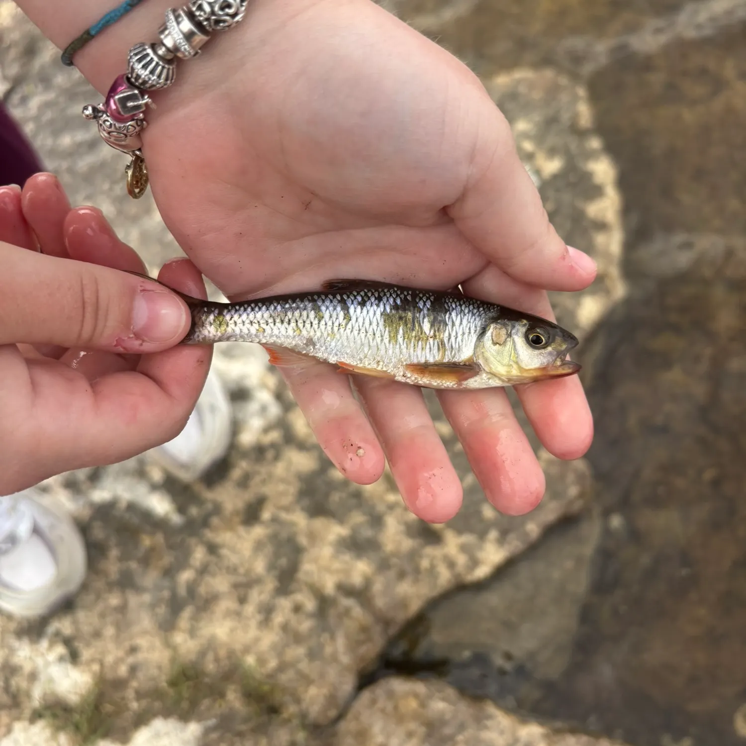 The most recent Striped shiner catches on Fishbrain