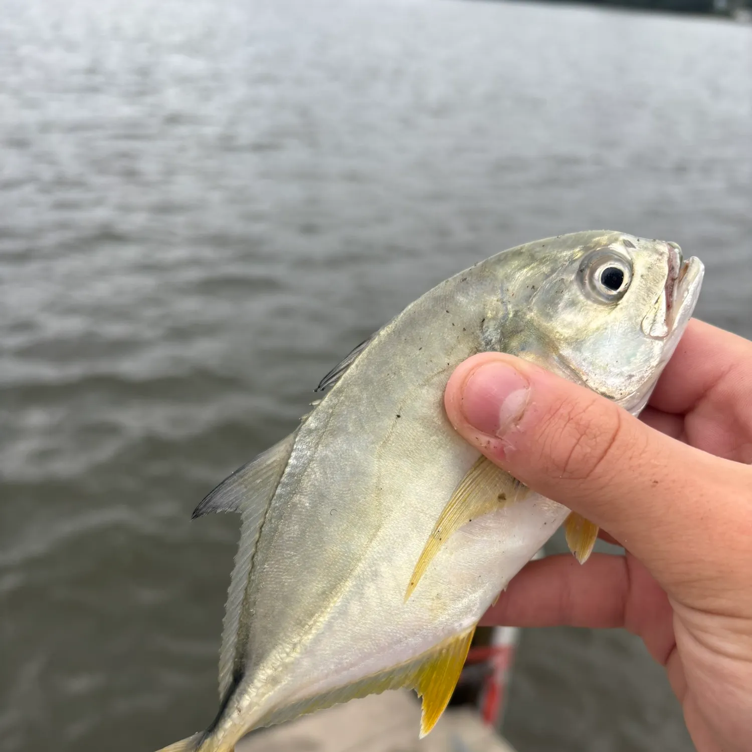 Crevalle jack caught on Fishbrain