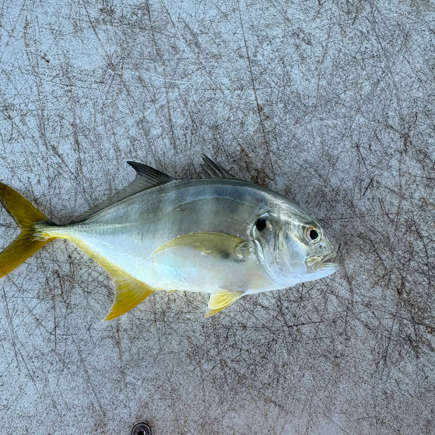 Crevalle jack caught on Fishbrain