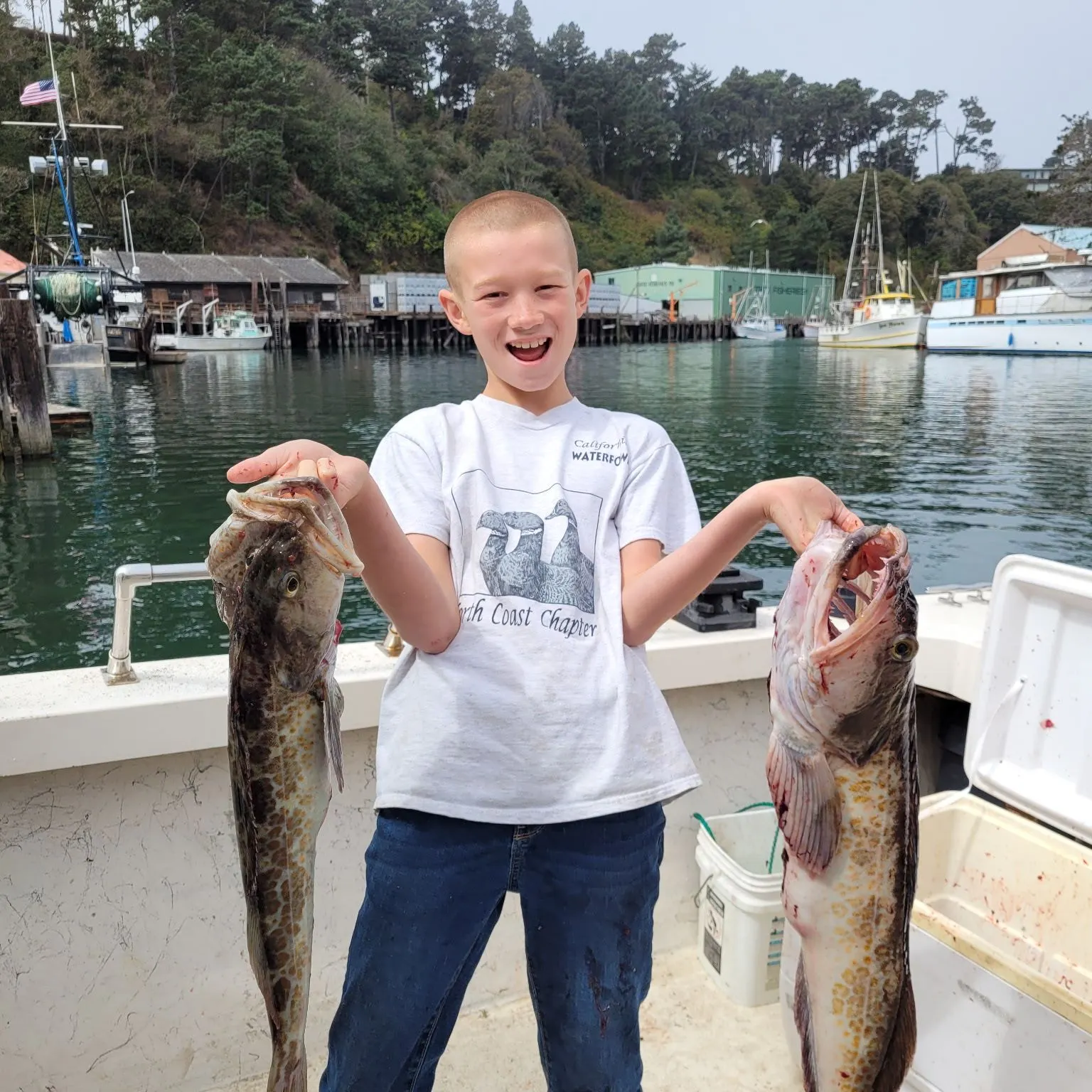 Lingcod caught on Fishbrain