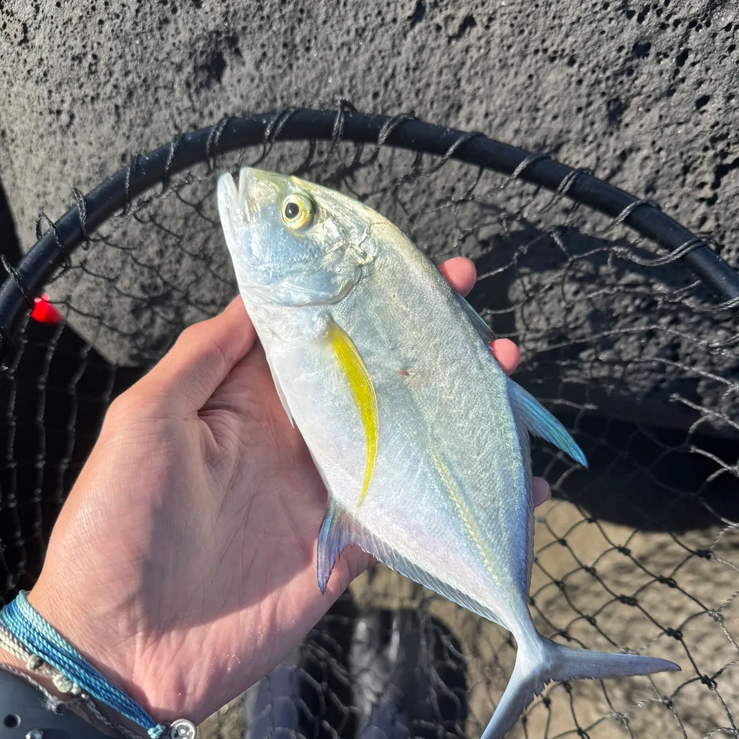 The most recent Bluefin trevally catches on Fishbrain
