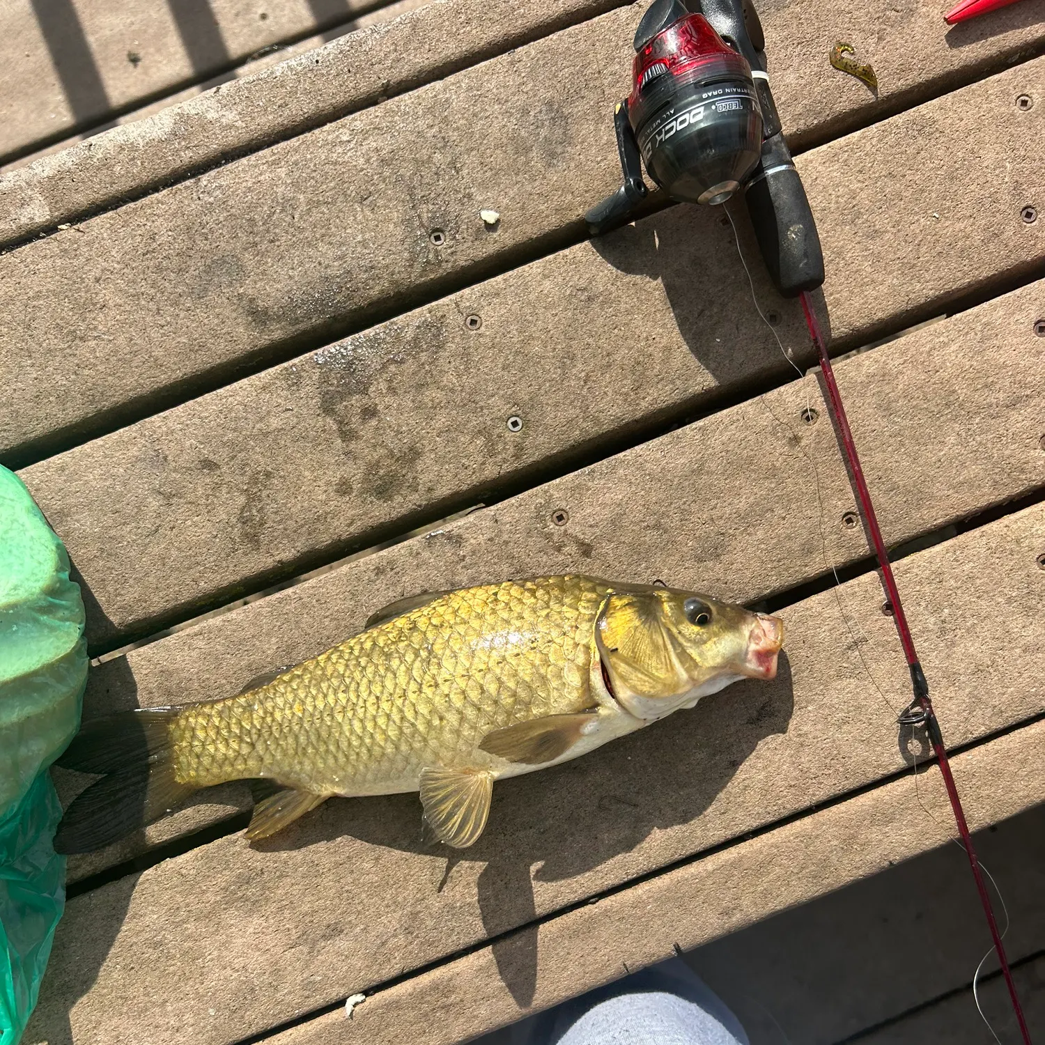 Silver redhorse caught on Fishbrain