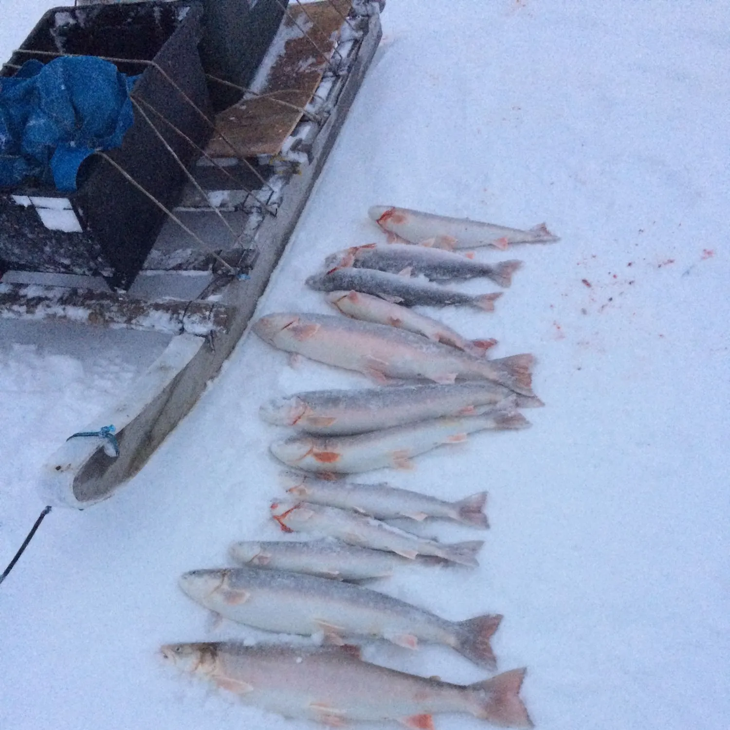 recently logged catches